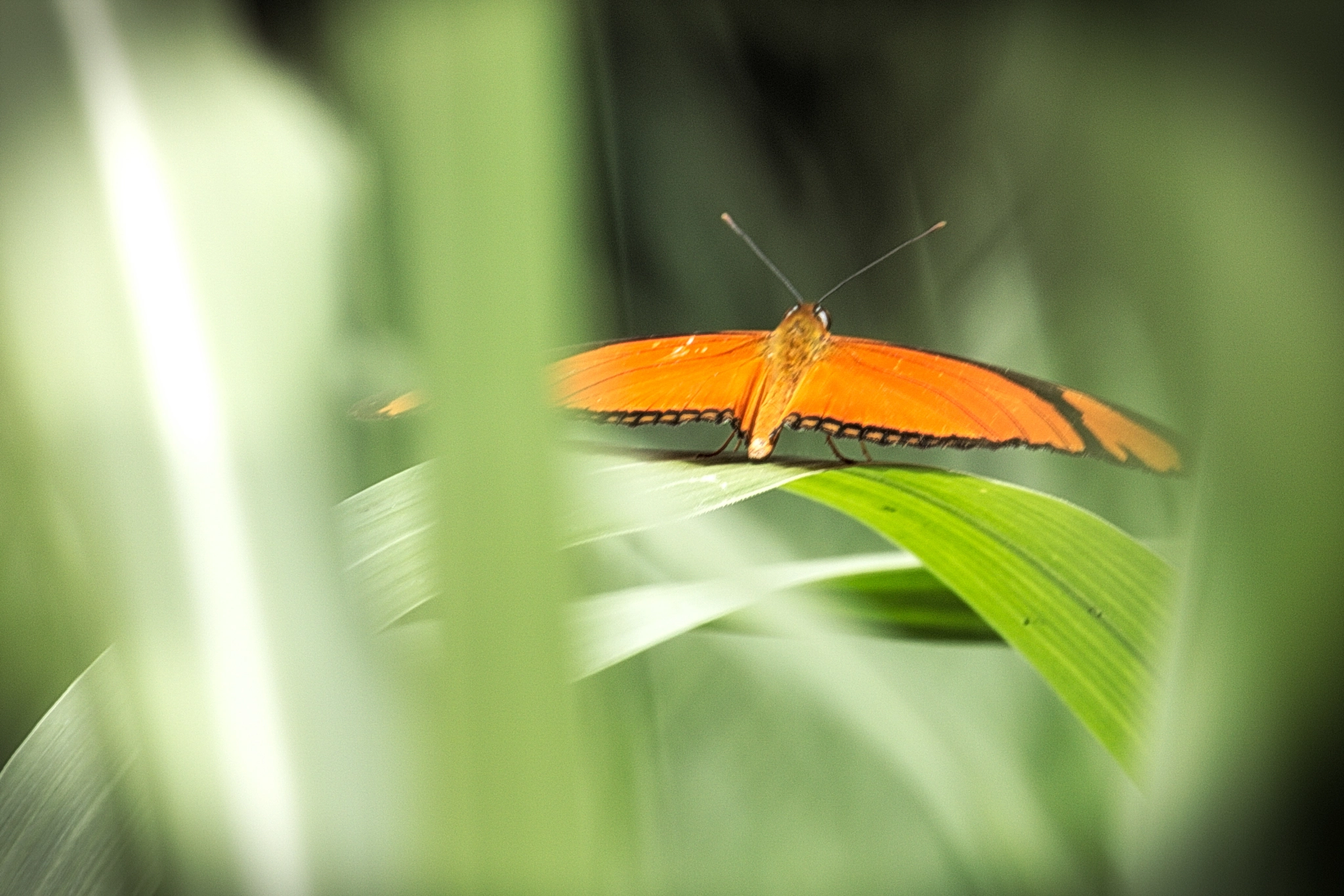 Canon EOS 750D (EOS Rebel T6i / EOS Kiss X8i) sample photo. Borboleta 2 photography