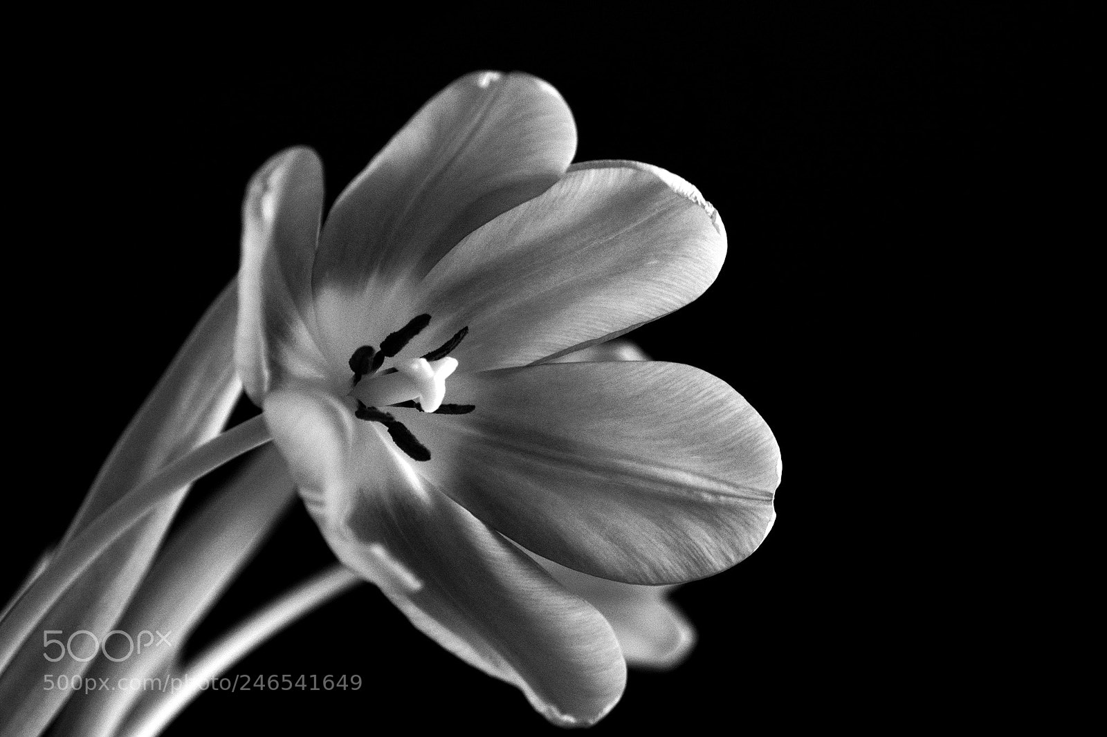 Nikon D7100 sample photo. Honoring victims - parkland photography