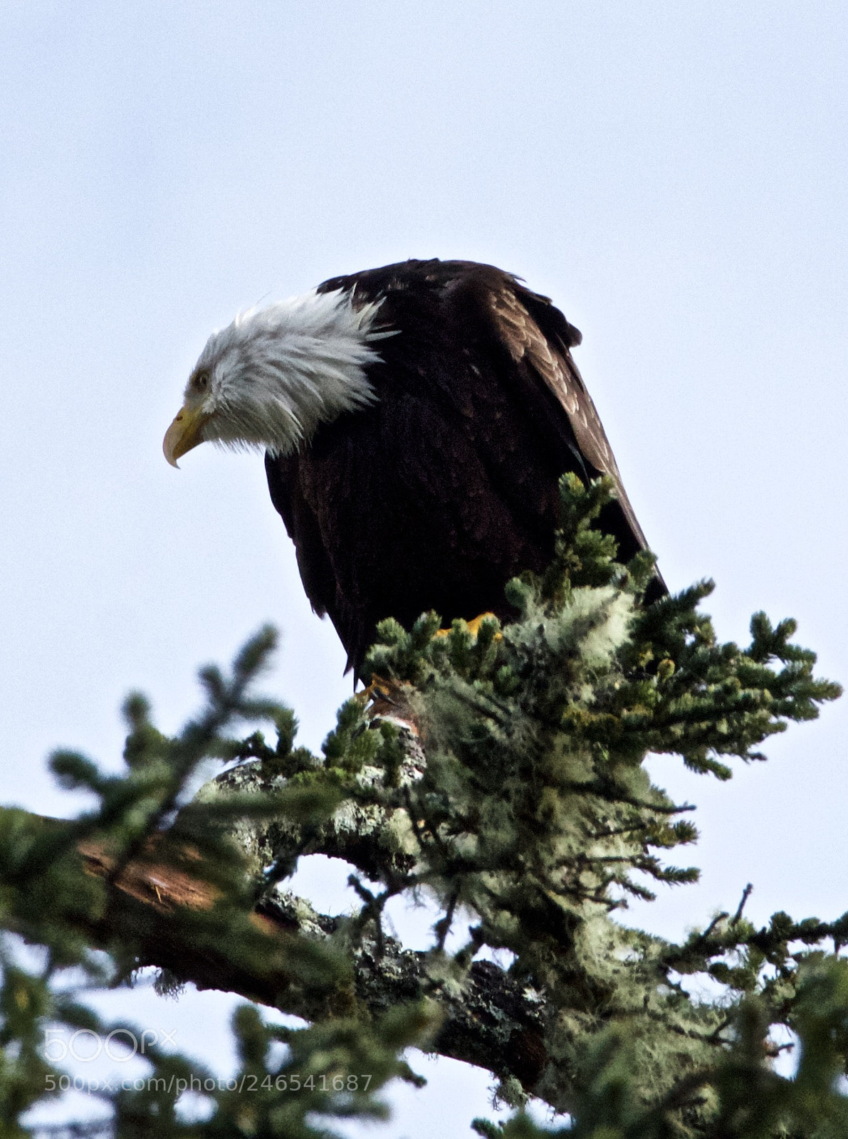Canon EOS 600D (Rebel EOS T3i / EOS Kiss X5) sample photo. Bald eagle in vancouver photography