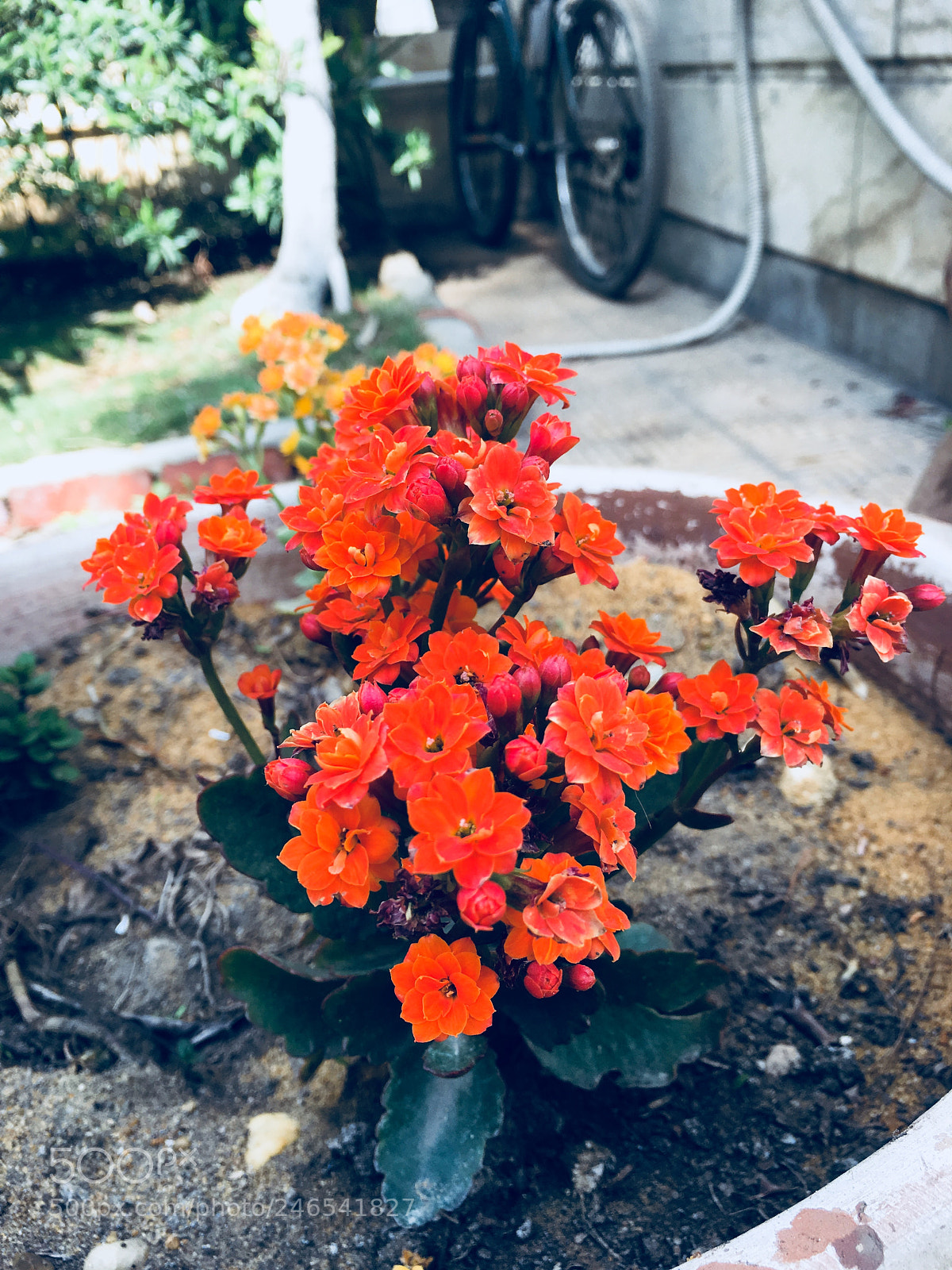 Apple iPhone 6s Plus sample photo. Untitled photography