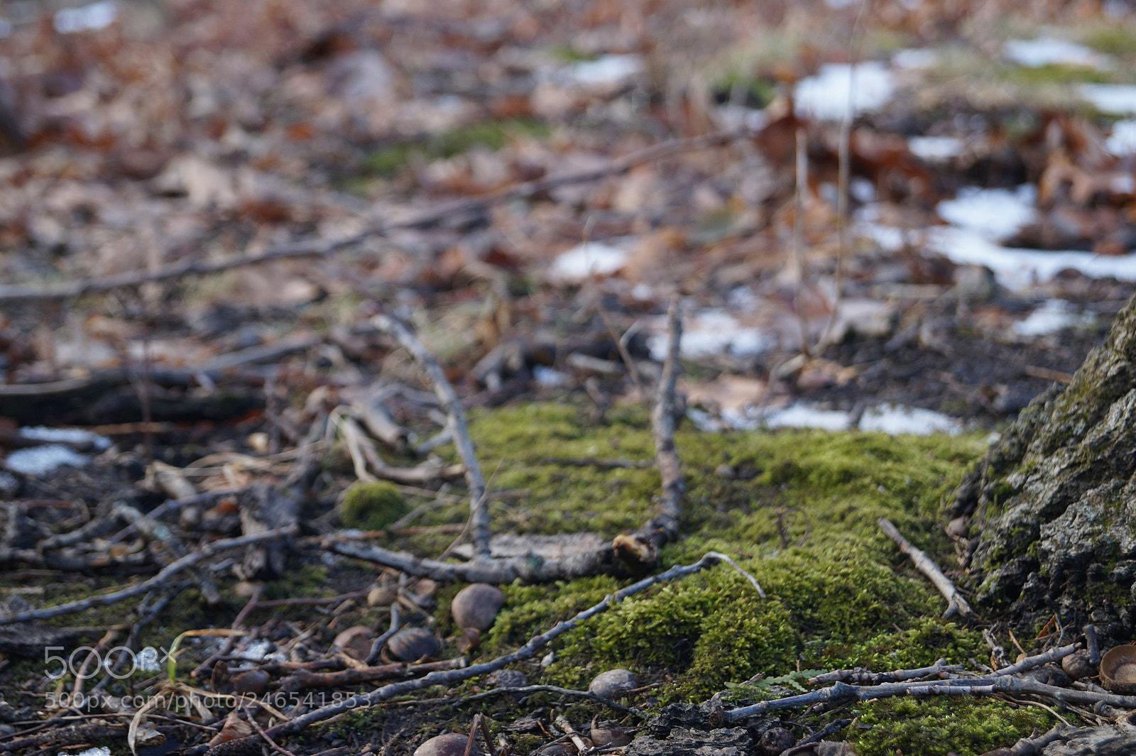 Sony SLT-A58 sample photo. Img photography
