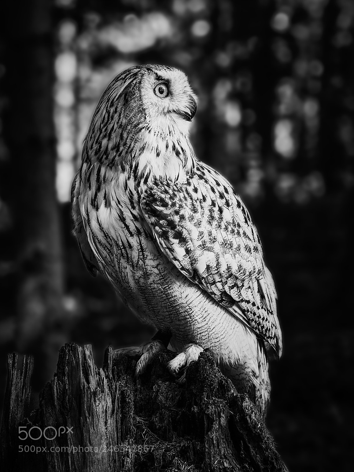 Olympus OM-D E-M1 Mark II sample photo. Owl photography