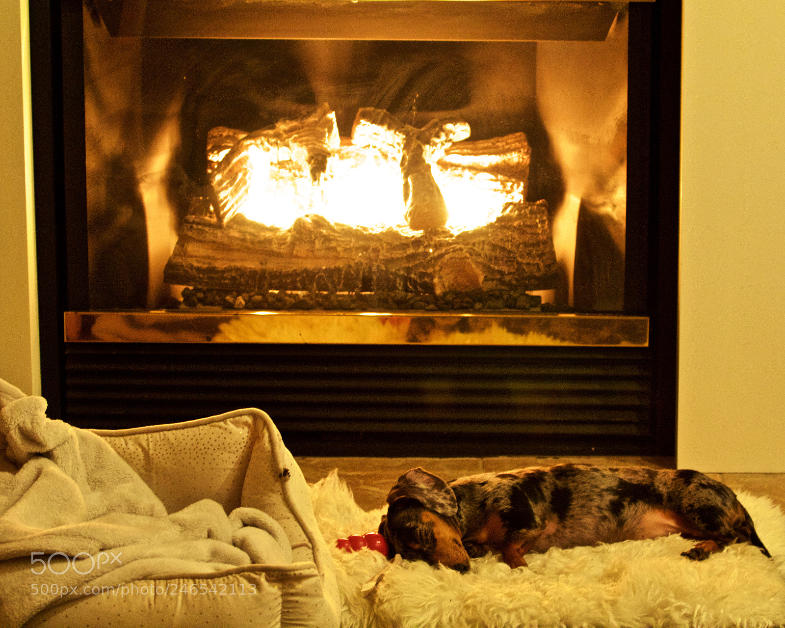 Canon EOS 600D (Rebel EOS T3i / EOS Kiss X5) sample photo. Dachsund resting photography