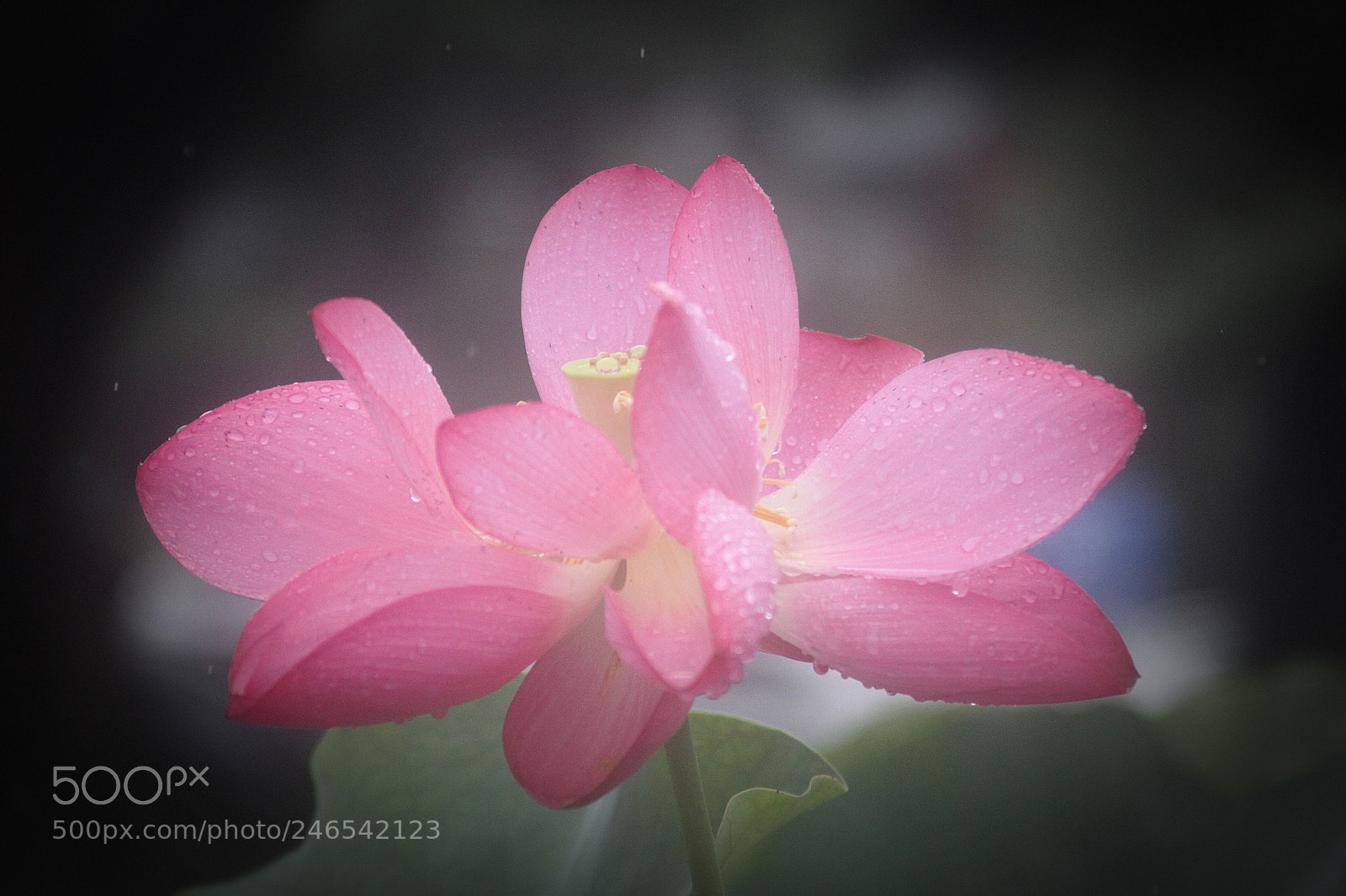 Canon EOS 500D (EOS Rebel T1i / EOS Kiss X3) sample photo. Lotus #3 photography