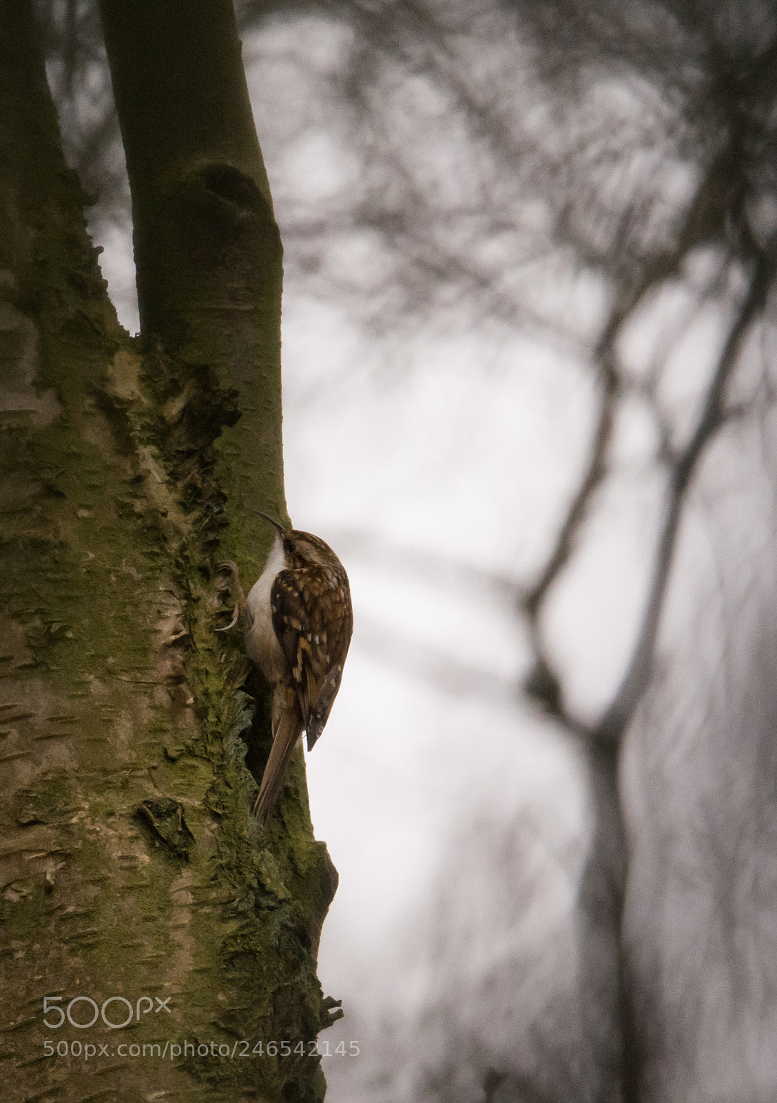 Nikon D7200 sample photo. Treecreeper photography