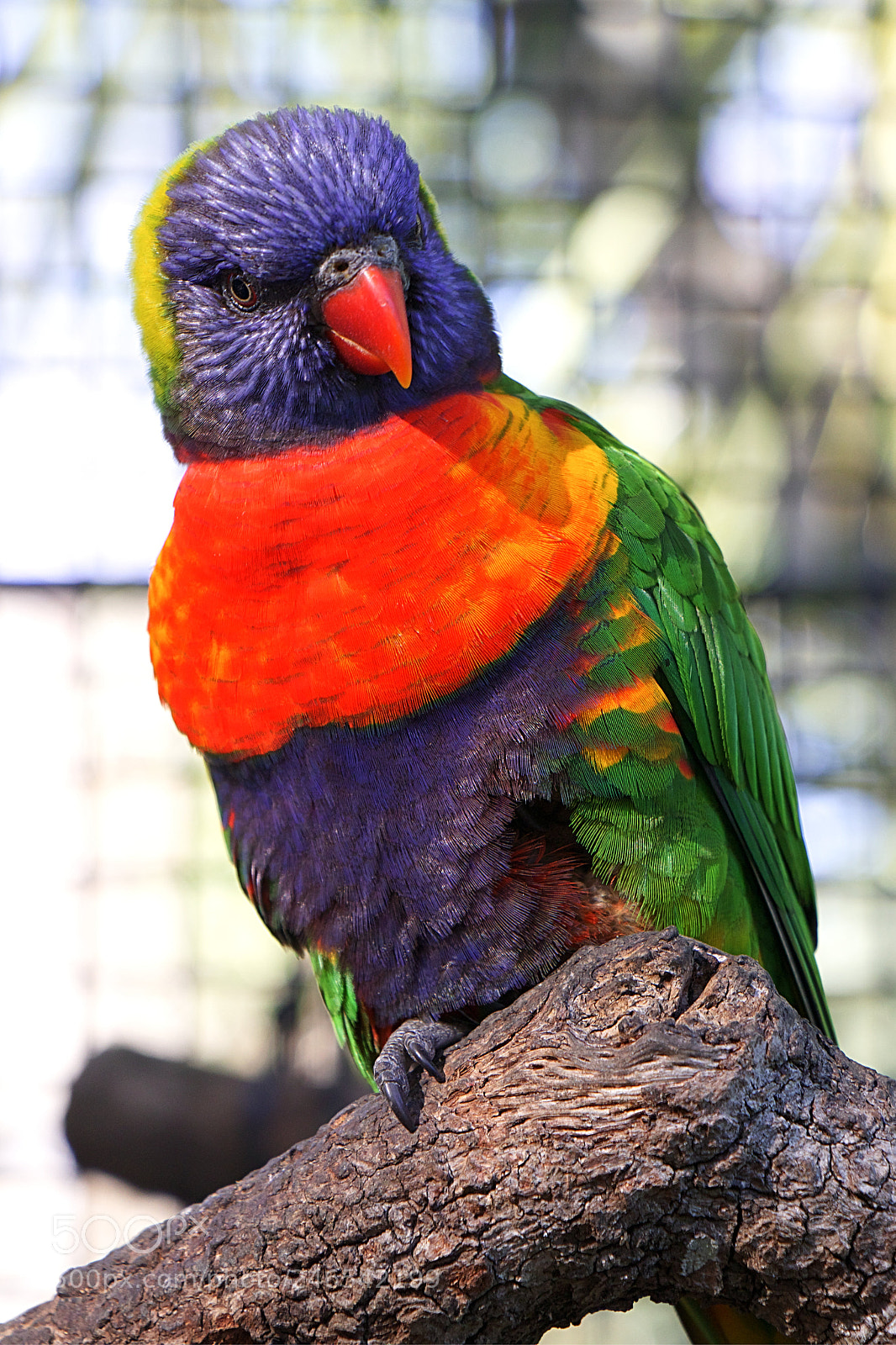 Canon EOS 77D (EOS 9000D / EOS 770D) sample photo. Colourful bird photography