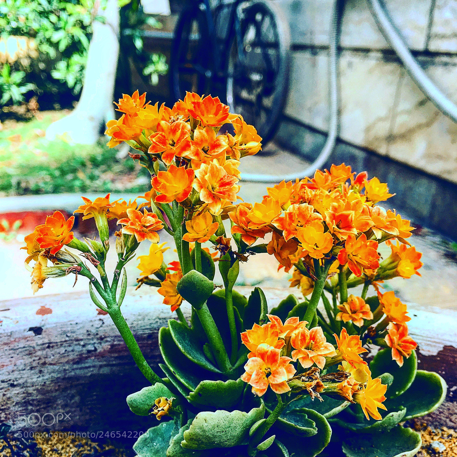Apple iPhone 6s Plus sample photo. Untitled photography