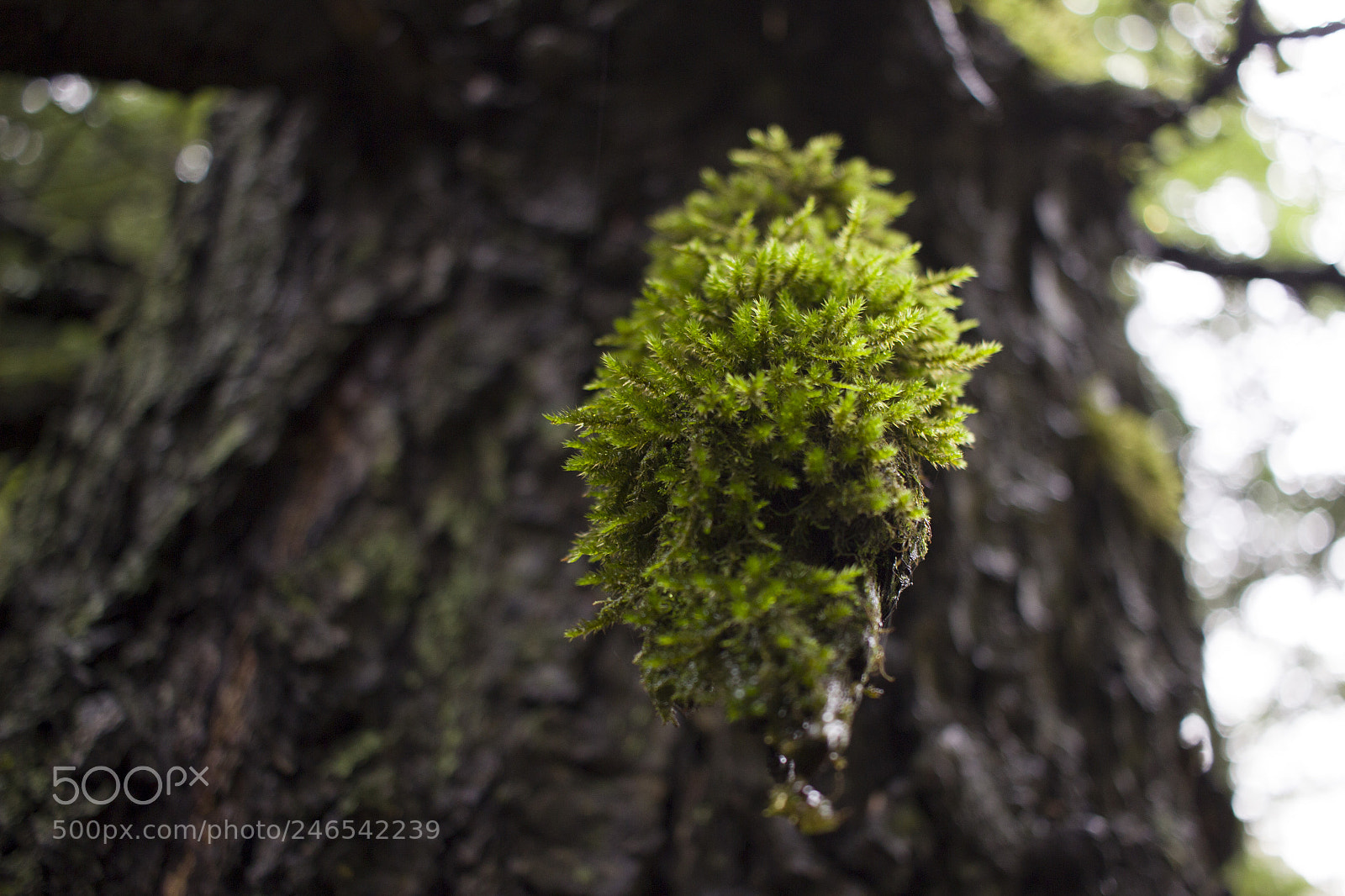 Canon EOS 600D (Rebel EOS T3i / EOS Kiss X5) sample photo. In himalayan jungle photography