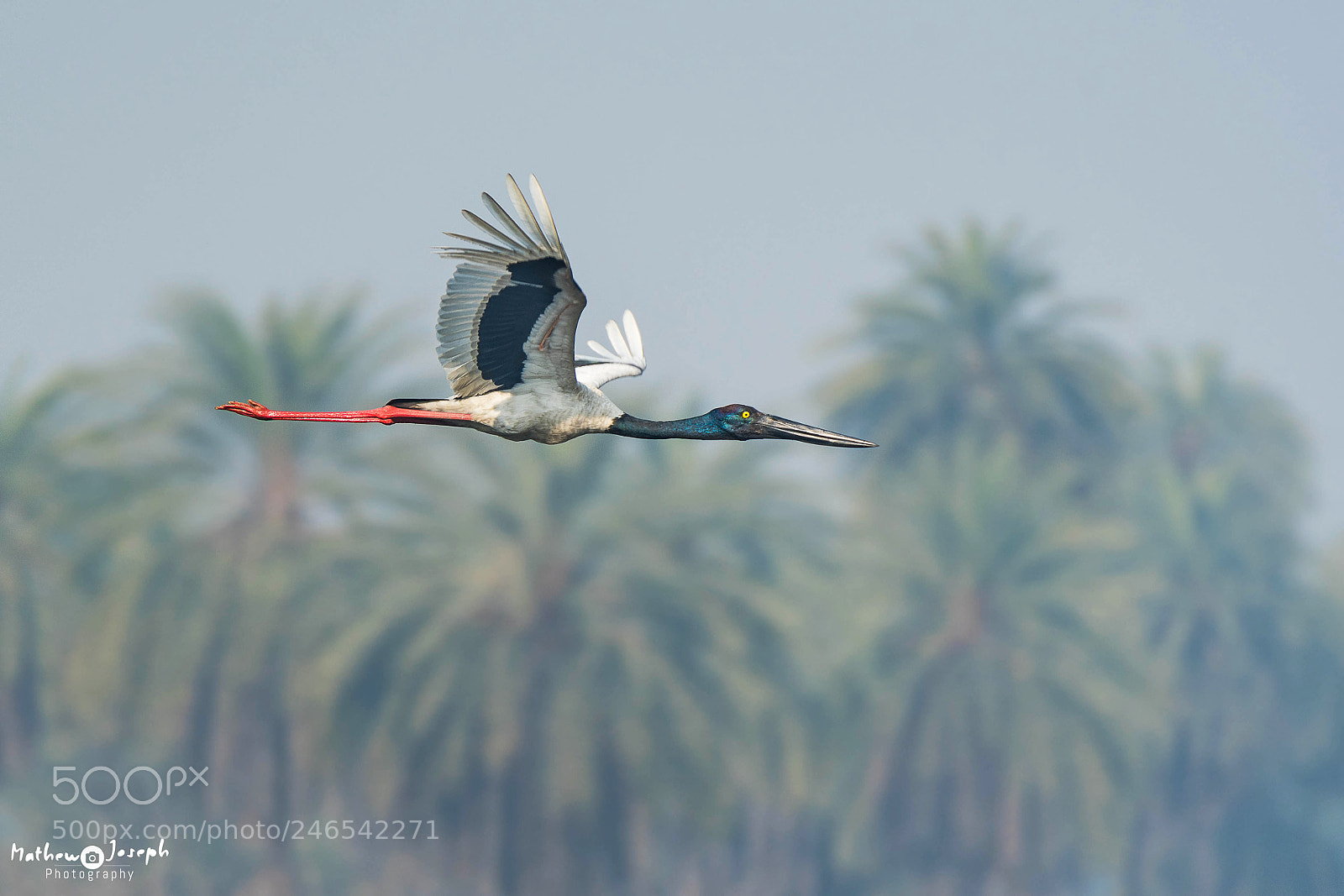Nikon D500 sample photo. Black-necked stork photography
