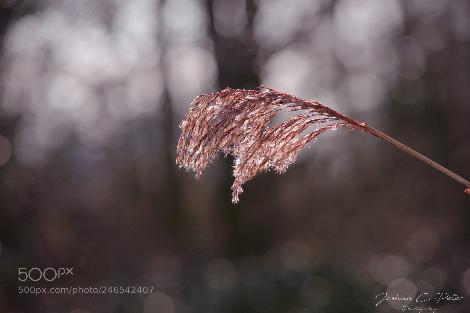 Canon EOS 6D Mark II sample photo. Frozen willow photography