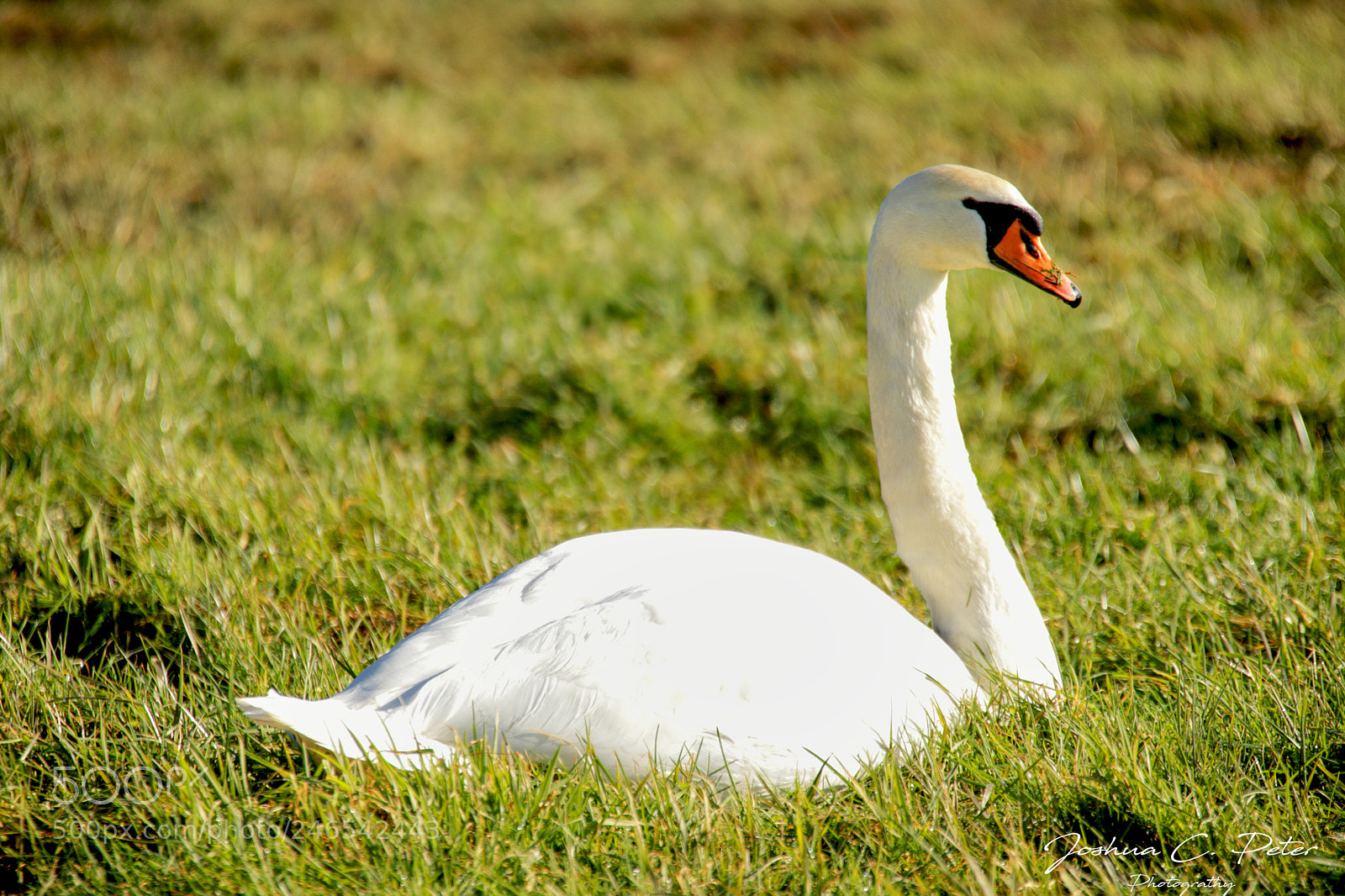 Canon EOS 6D Mark II sample photo. Swan wildlife photography