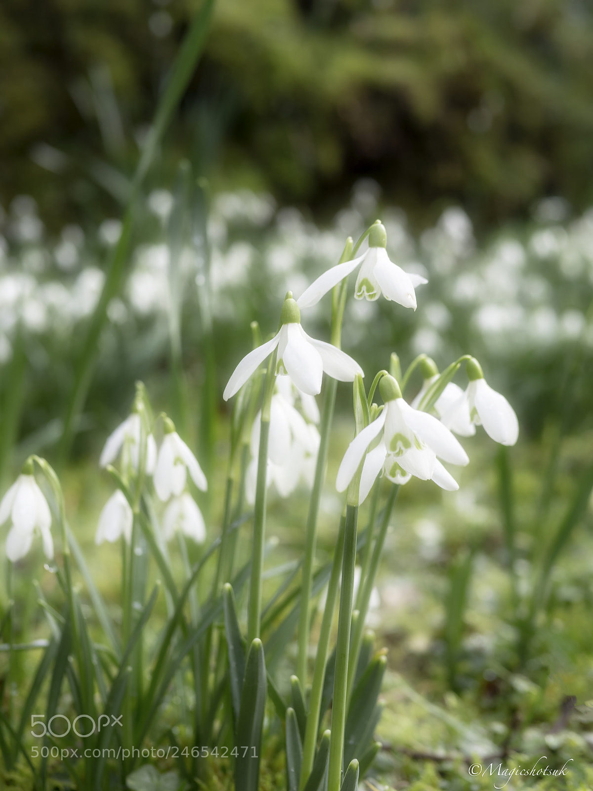 Olympus OM-D E-M1 Mark II sample photo. Snowdrops photography