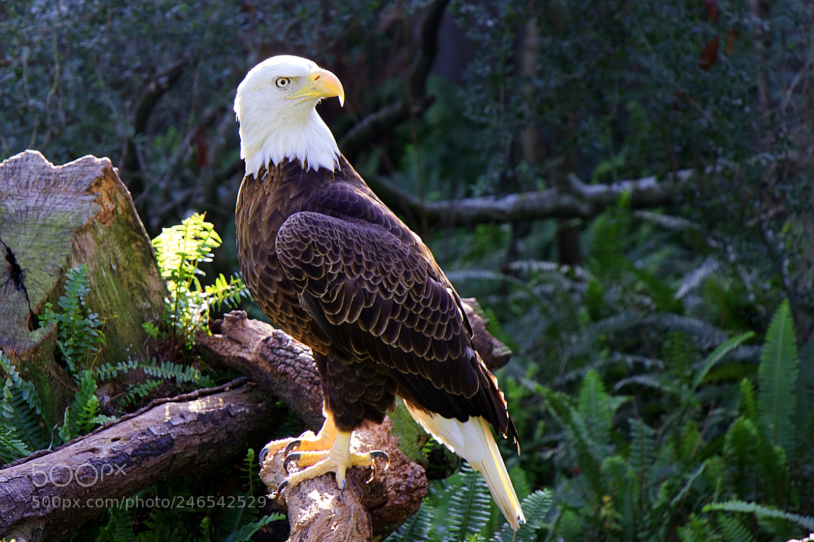 Canon EOS 77D (EOS 9000D / EOS 770D) sample photo. Bald eagle photography