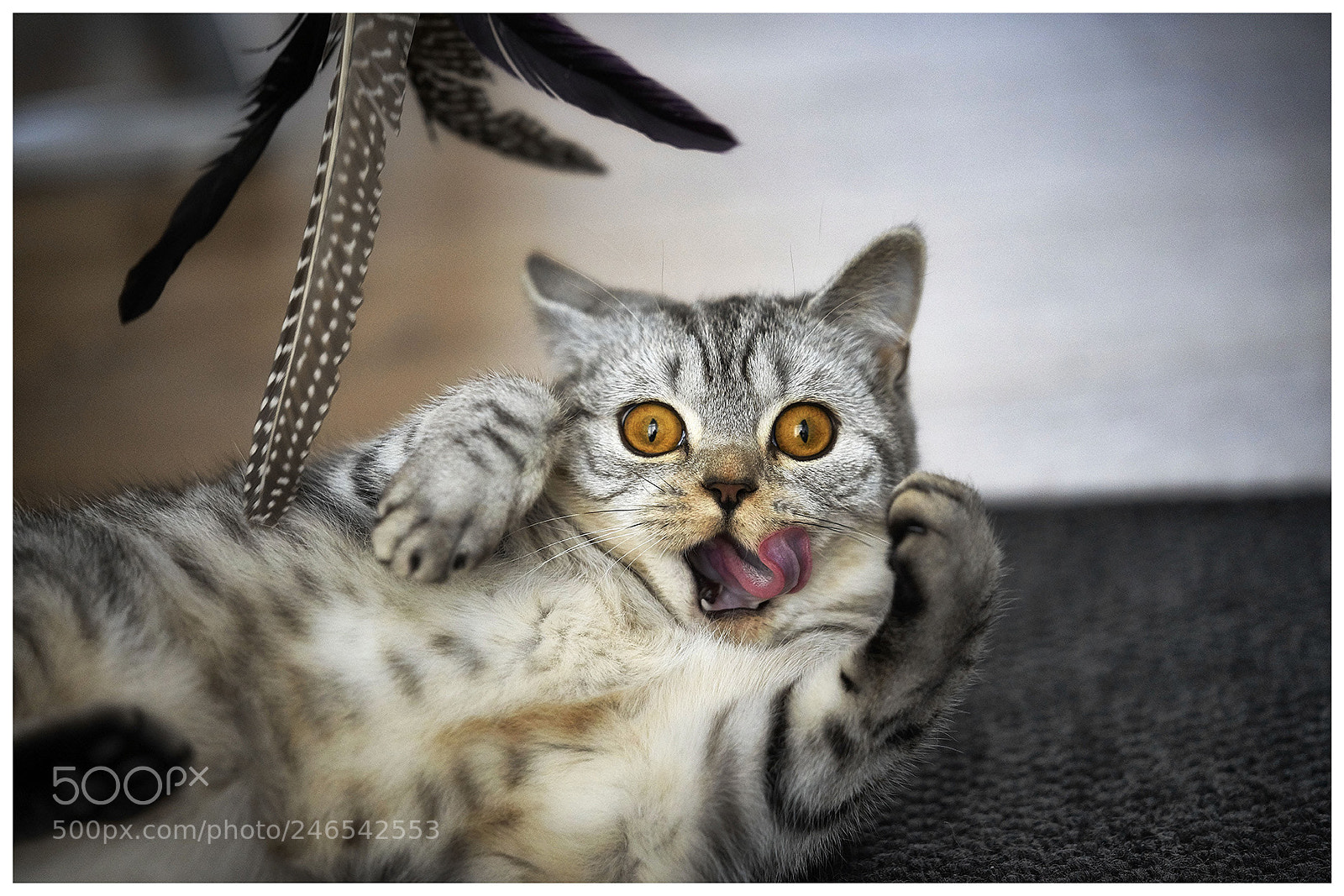 Sony a7R III sample photo. Cat playing photography