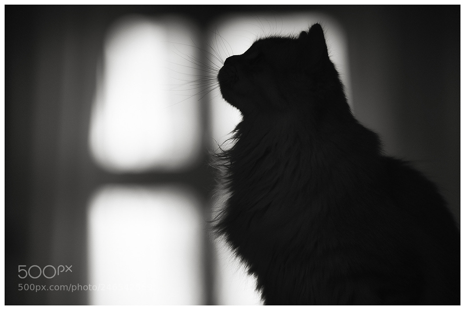 Sony a7R III sample photo. Cat silhouette photography