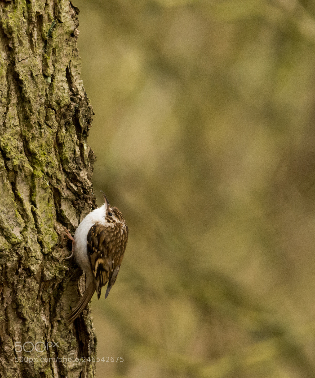 Nikon D7200 sample photo. Treecreeper 2 photography