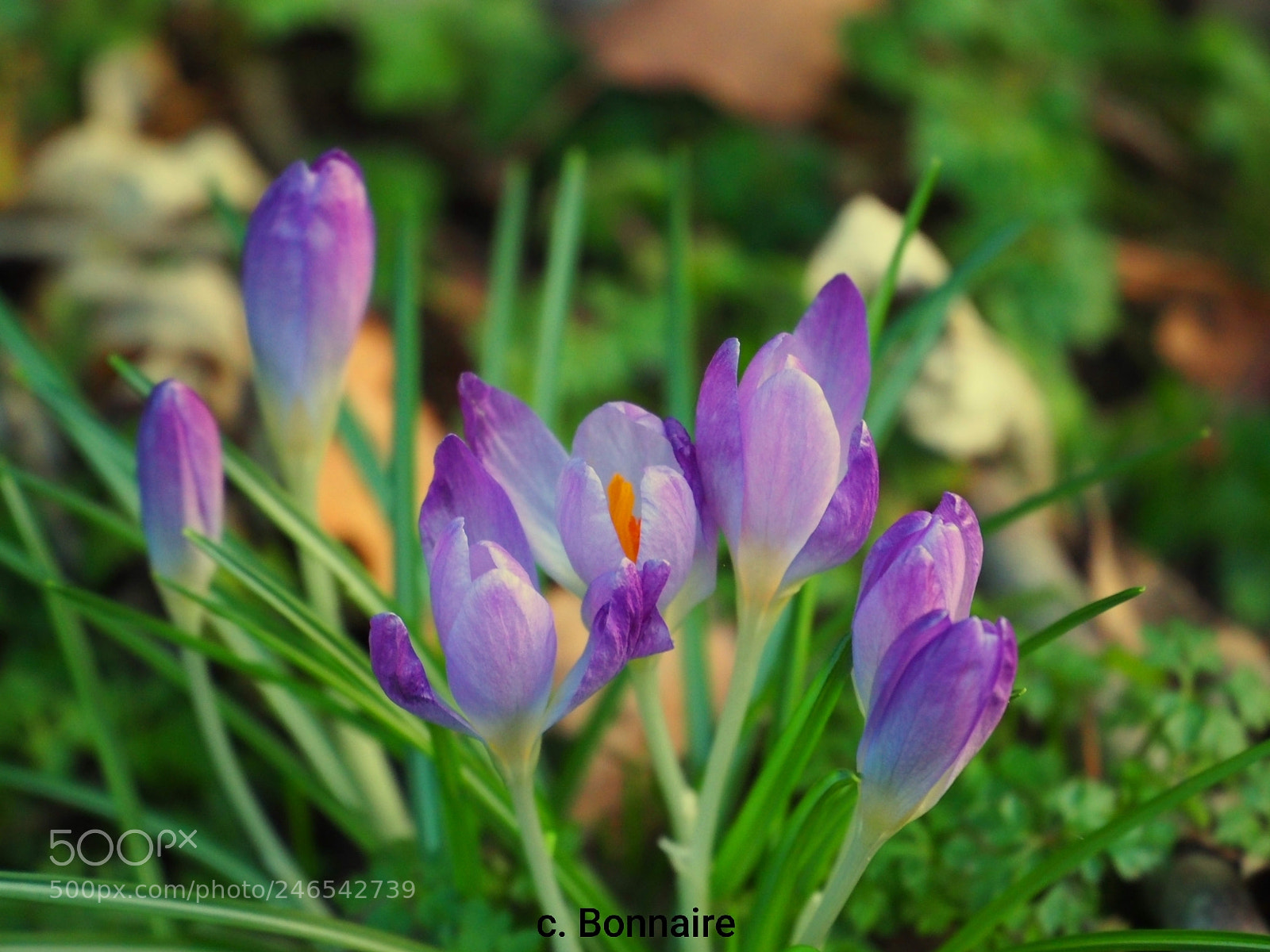 Olympus OM-D E-M10 sample photo. Flowers are coming ! photography