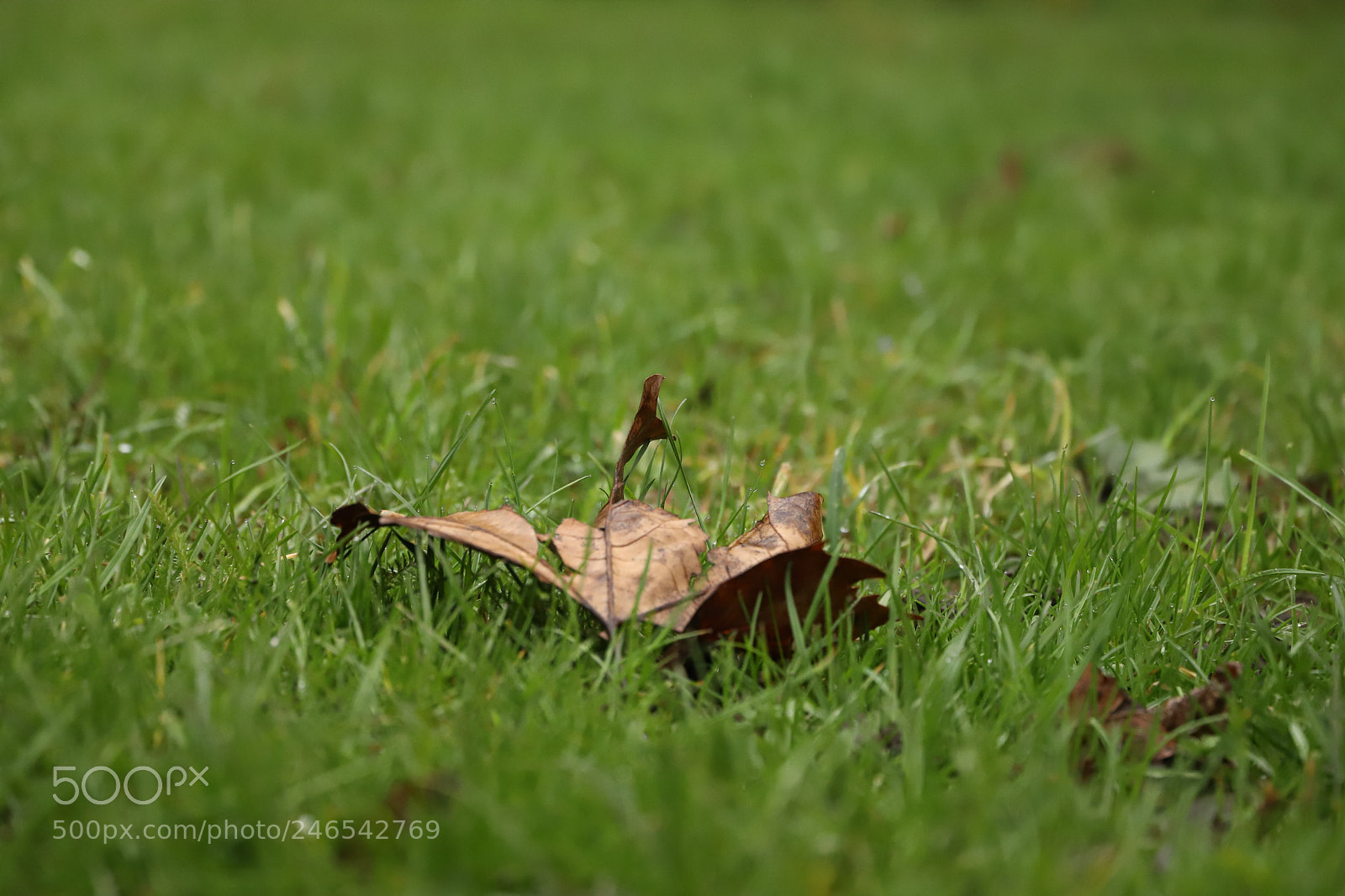 Canon EOS 6D Mark II sample photo. Untitled photography