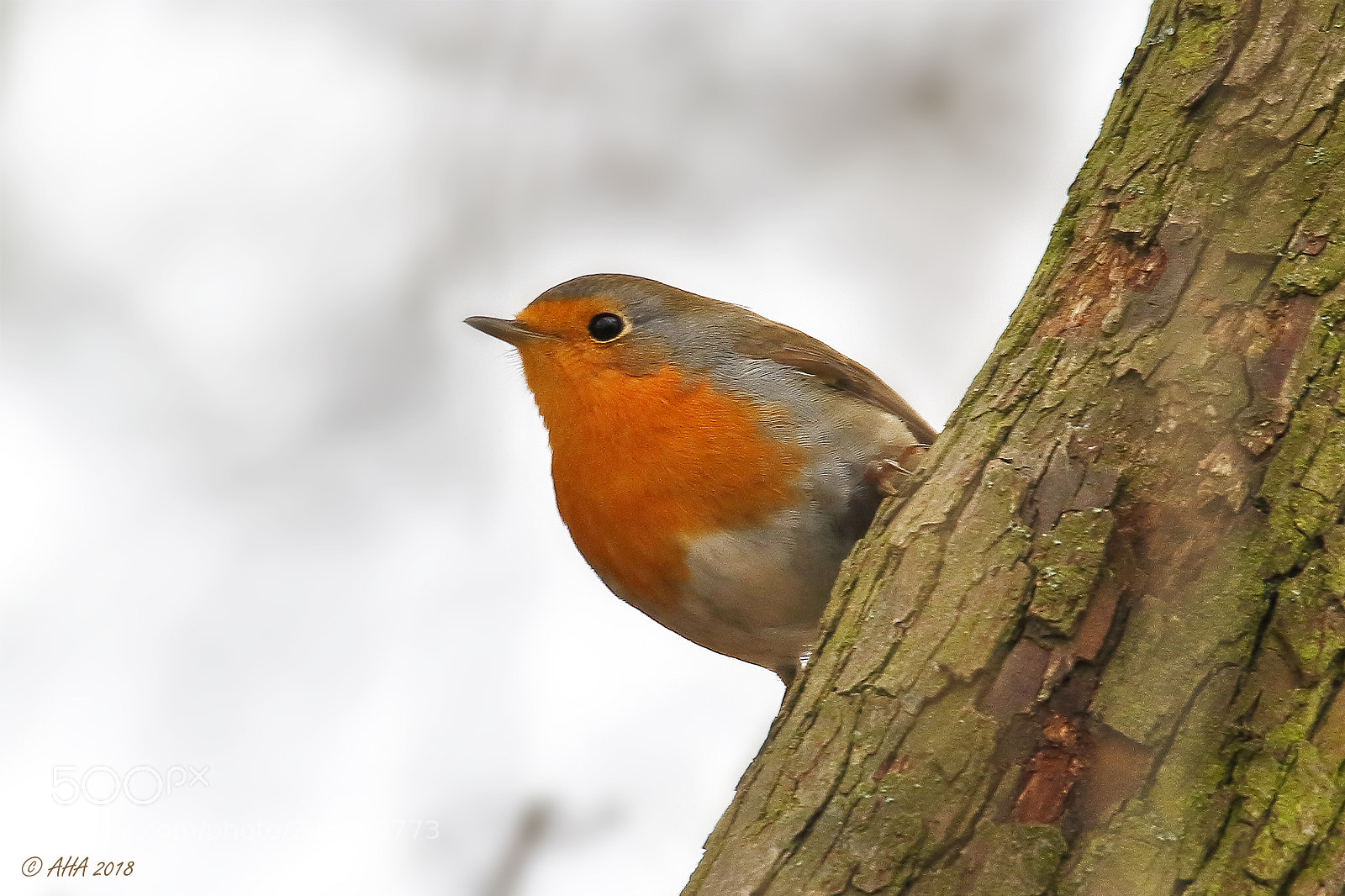 Canon EOS 7D Mark II sample photo. European robin photography