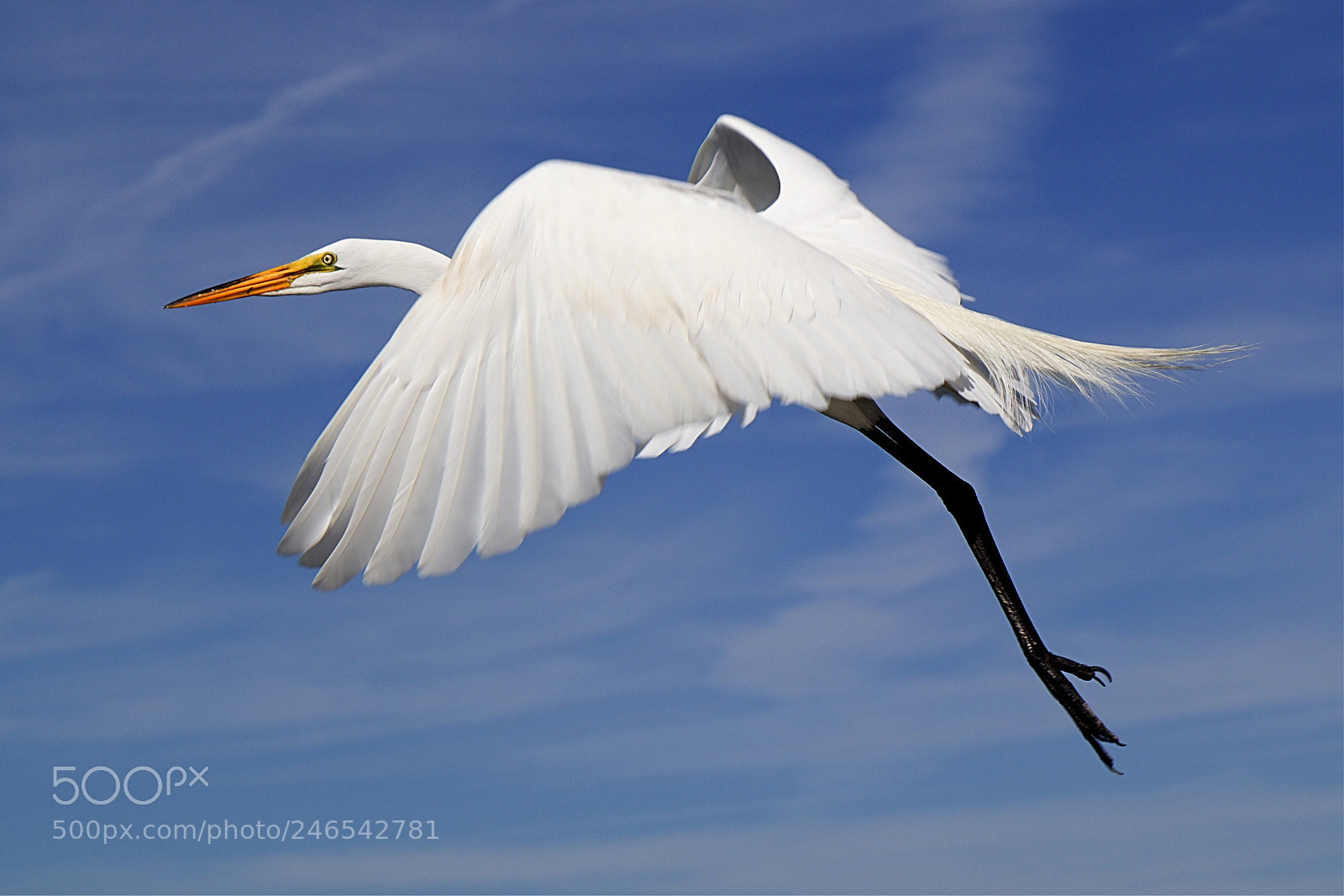 Canon EOS 77D (EOS 9000D / EOS 770D) sample photo. Egret in flight photography