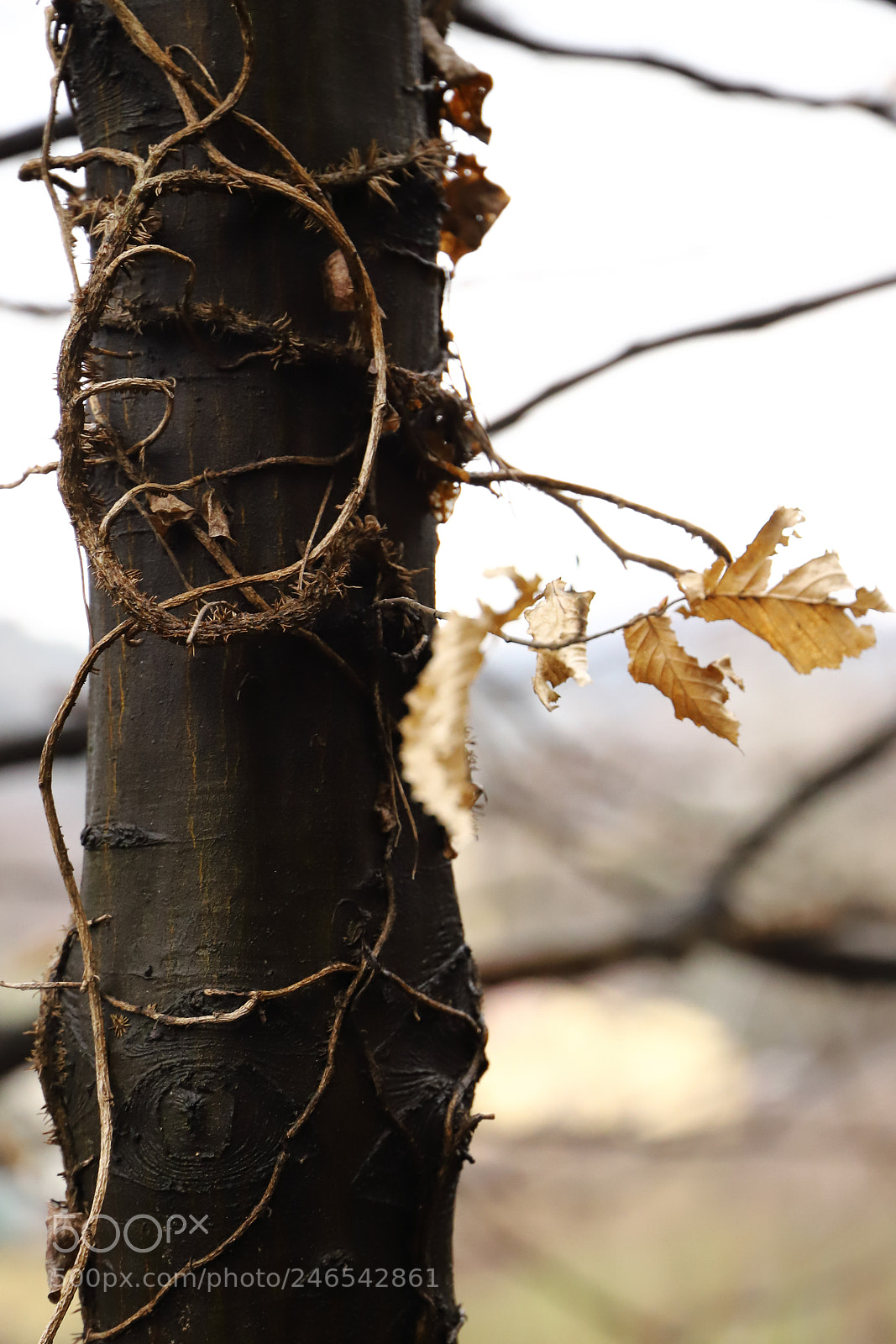 Canon EOS 6D Mark II sample photo. Untitled photography