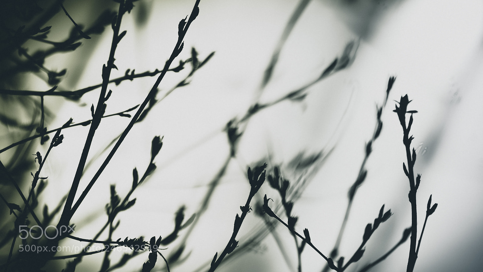 Sony a7 II sample photo. Dreamcatcher photography