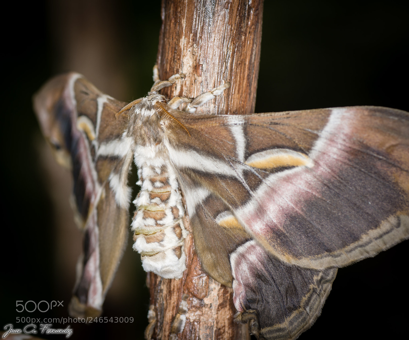 Nikon D7200 sample photo. Moth photography