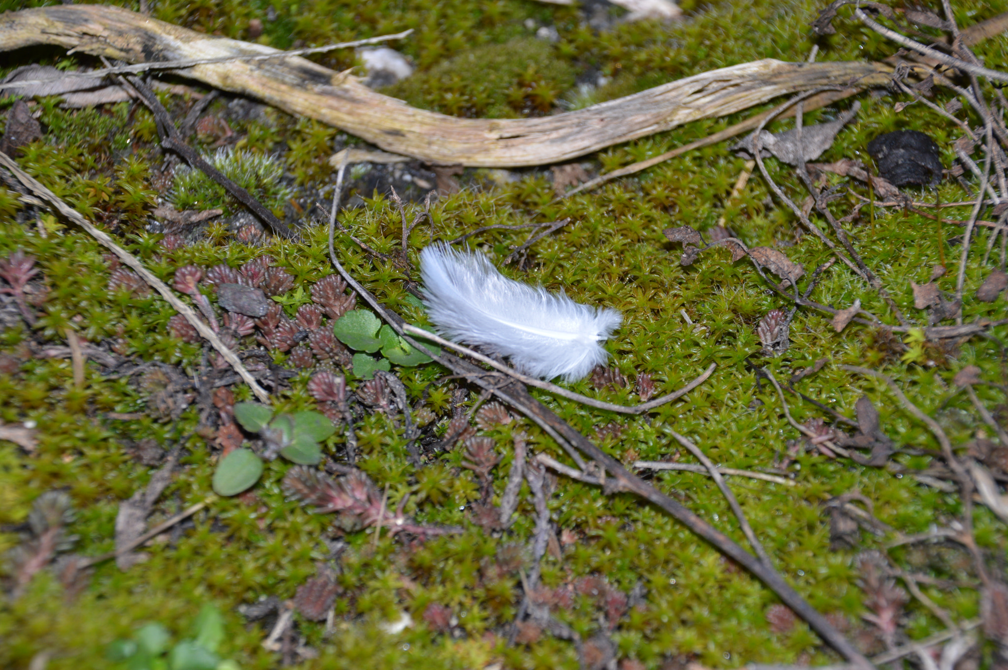 Nikon D3200 + Sigma 18-250mm F3.5-6.3 DC Macro OS HSM sample photo. A feather on moss photography
