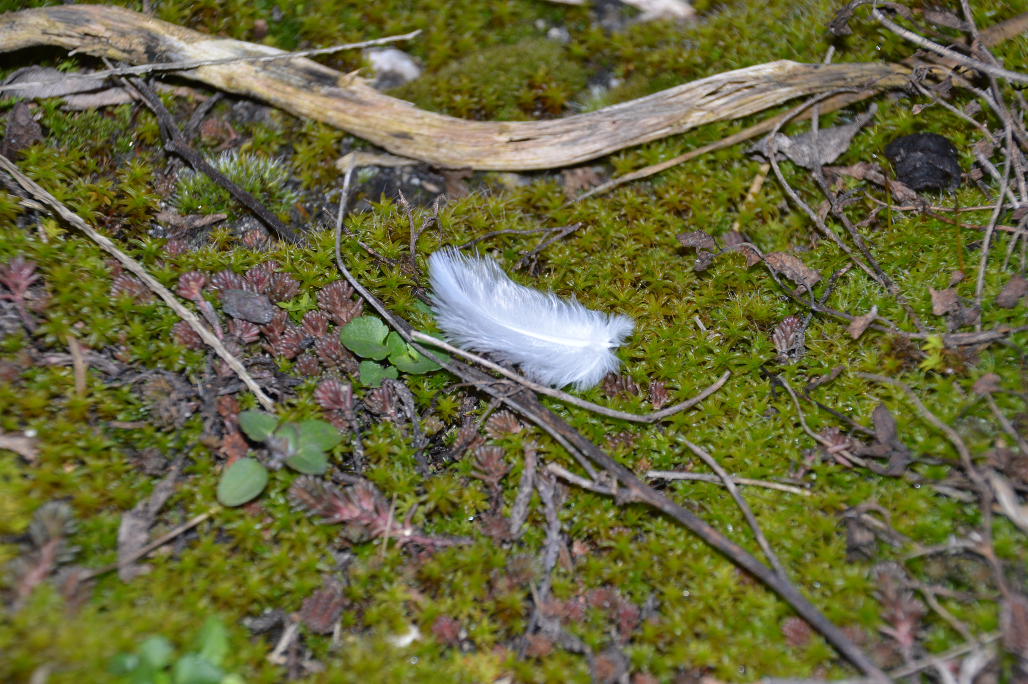 Sigma 18-250mm F3.5-6.3 DC Macro OS HSM sample photo. A feather on moss photography