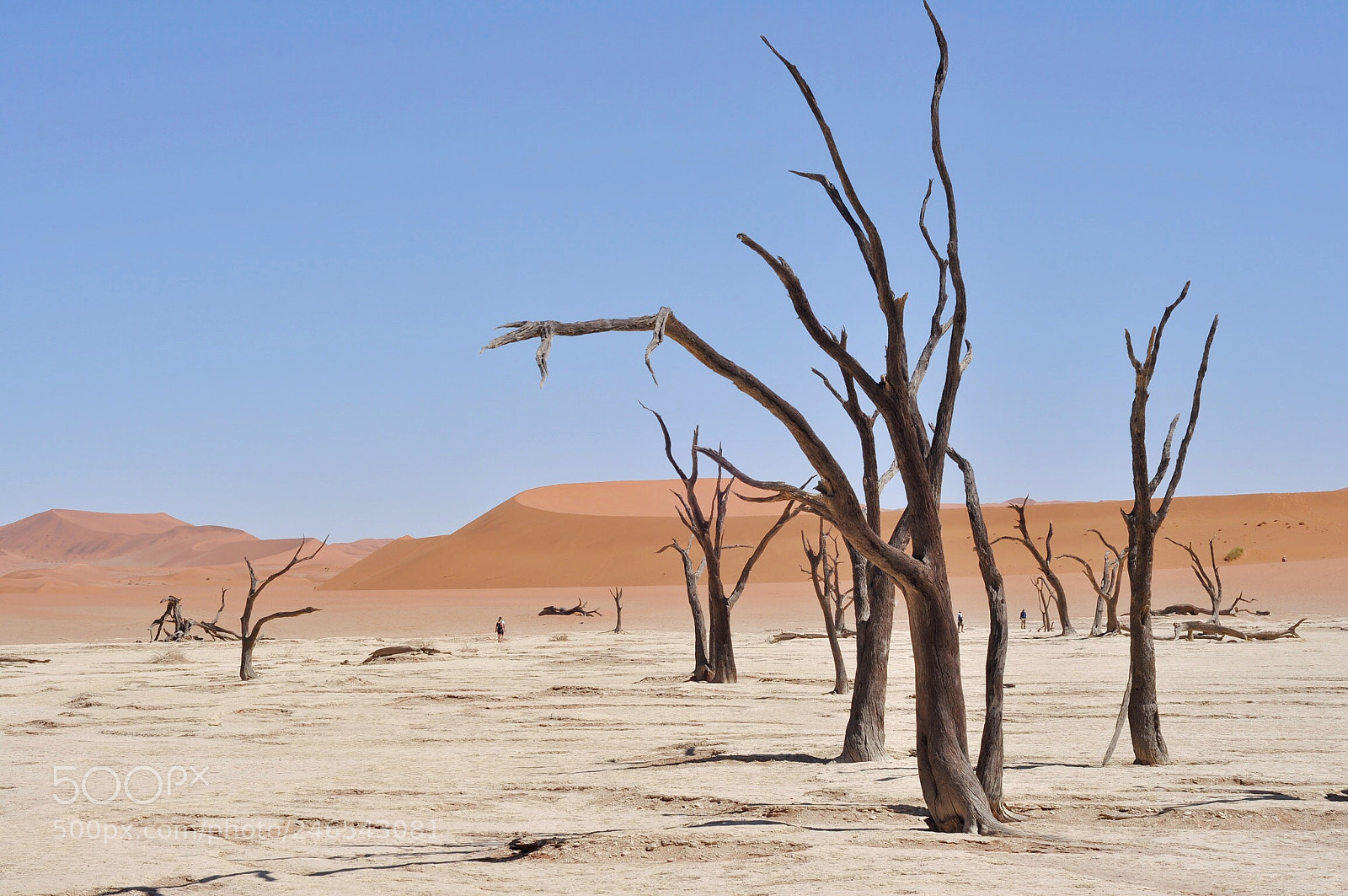 Nikon D90 sample photo. Dead trees photography