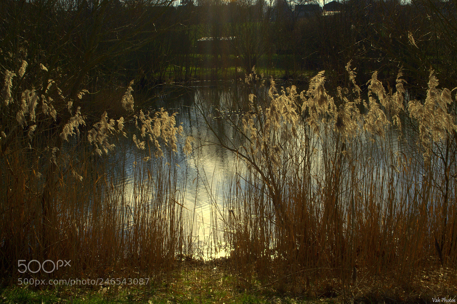 Nikon D3100 sample photo. Pond photography
