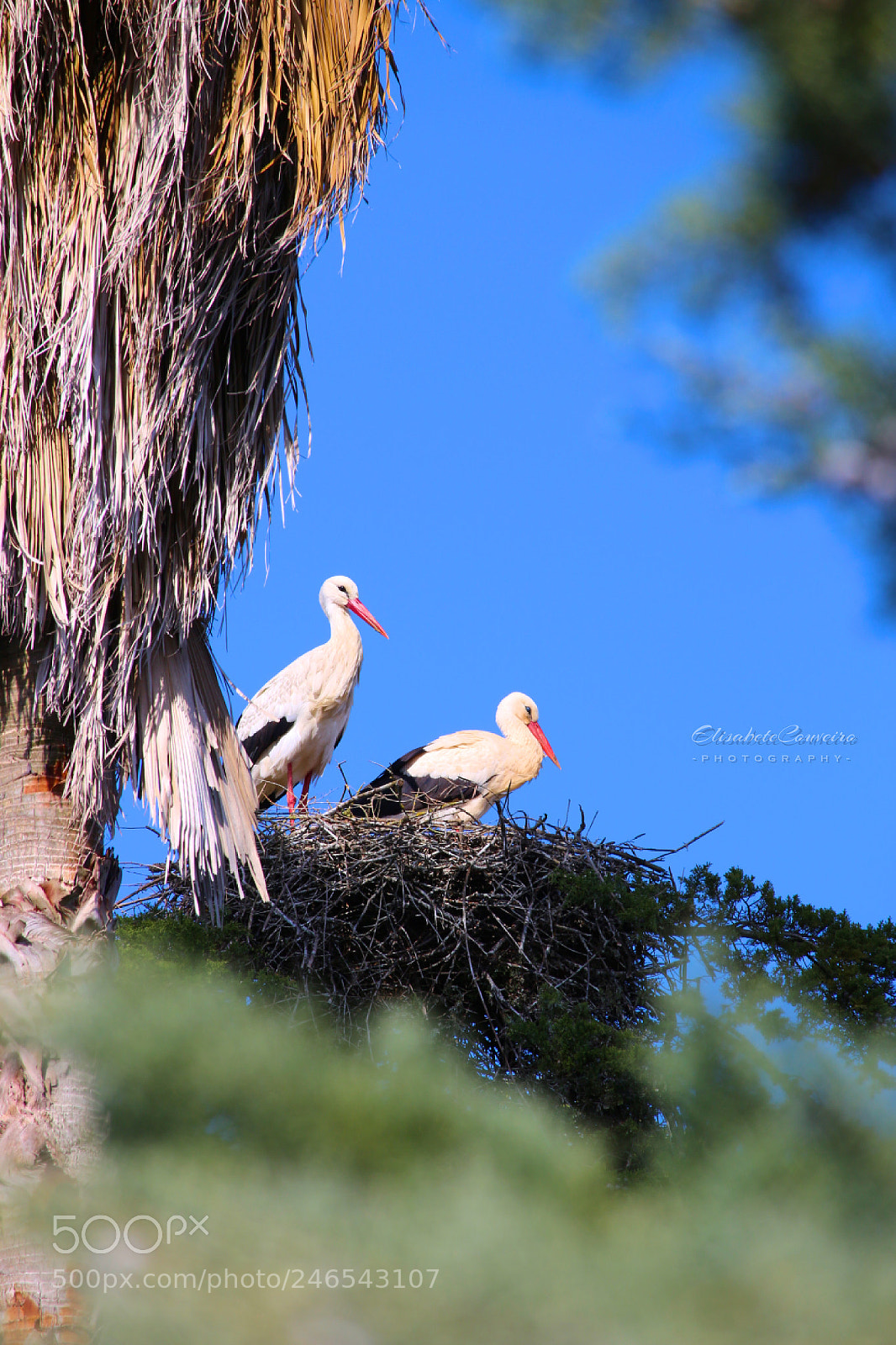 Canon EOS 100D (EOS Rebel SL1 / EOS Kiss X7) sample photo. Stork photography