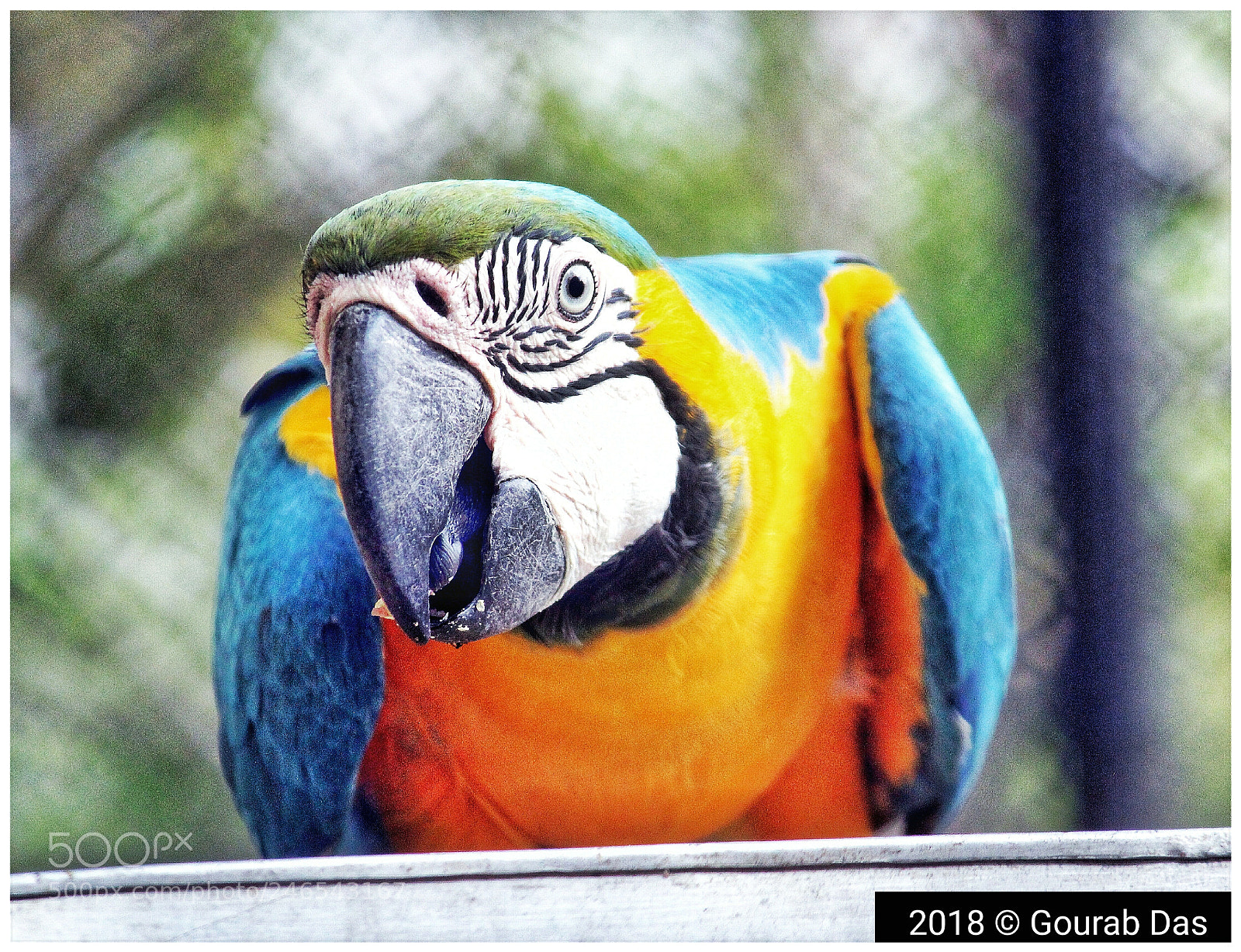 Canon EOS 1200D (EOS Rebel T5 / EOS Kiss X70 / EOS Hi) sample photo. The blue-&-yellow macaw photography