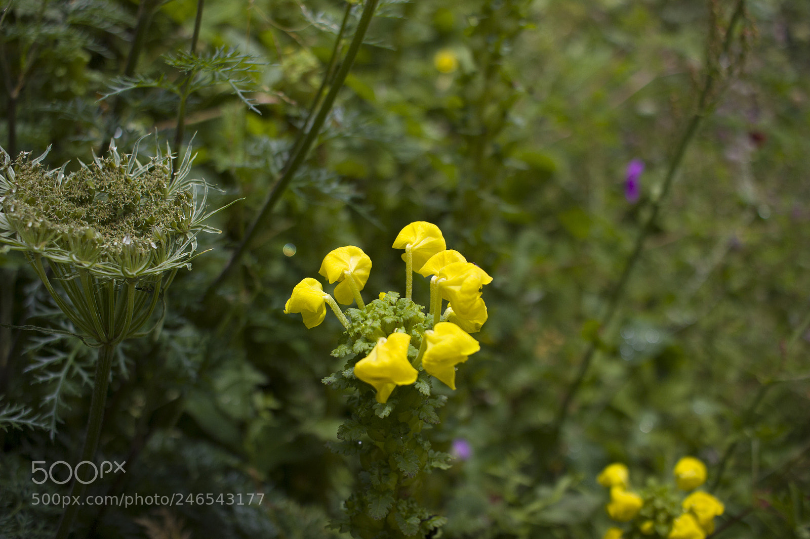 Canon EOS 600D (Rebel EOS T3i / EOS Kiss X5) sample photo. From the valley of photography