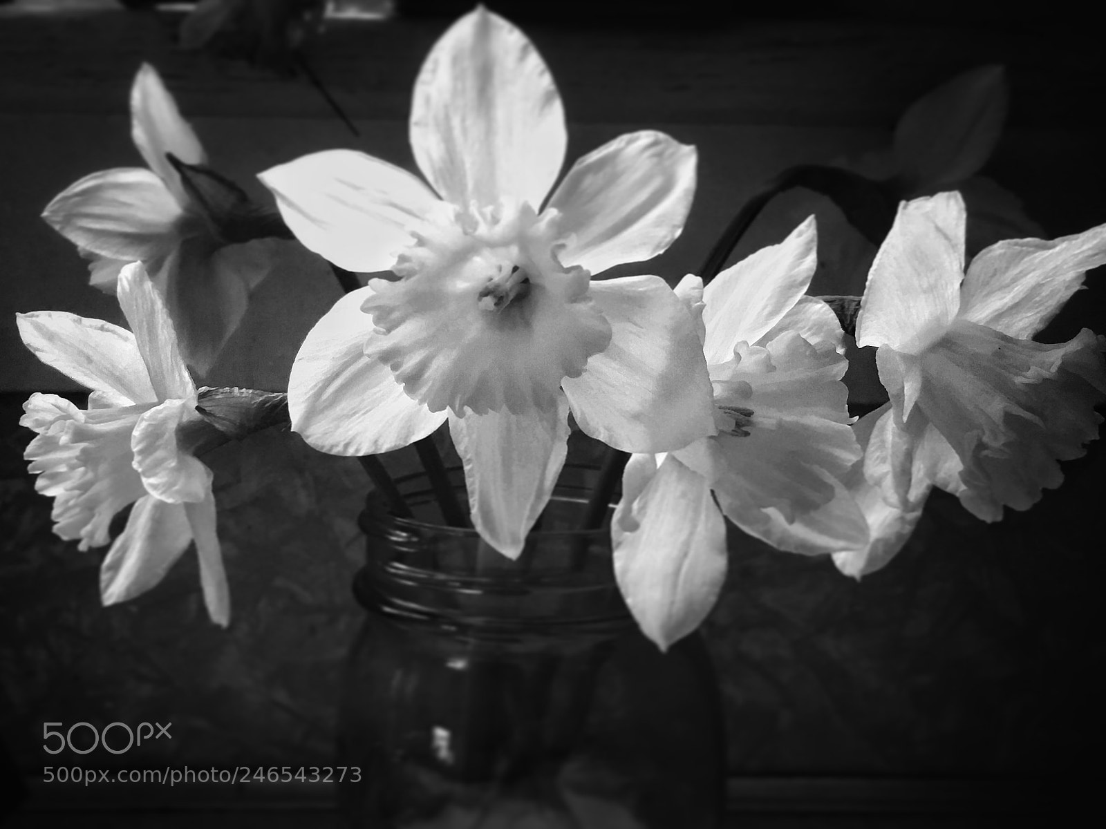 Apple iPhone 6s Plus sample photo. Fresh cut daffodils..... photography