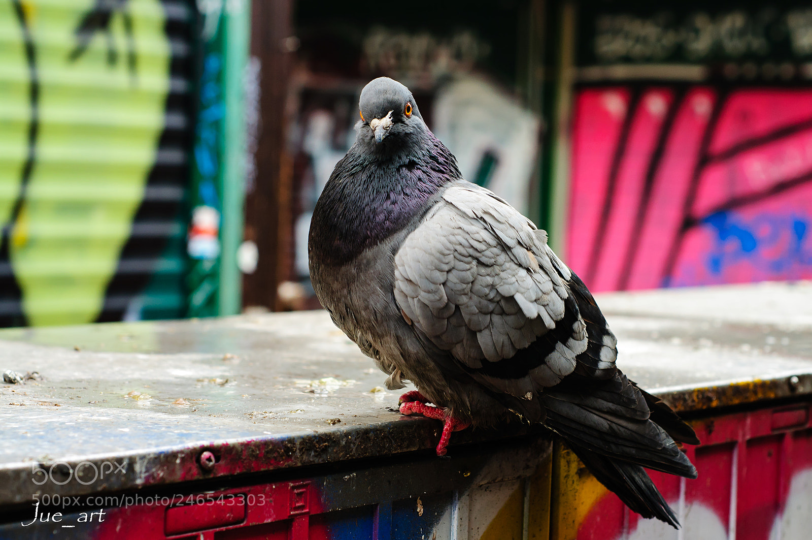 Nikon D300S sample photo. Taube/dove photography