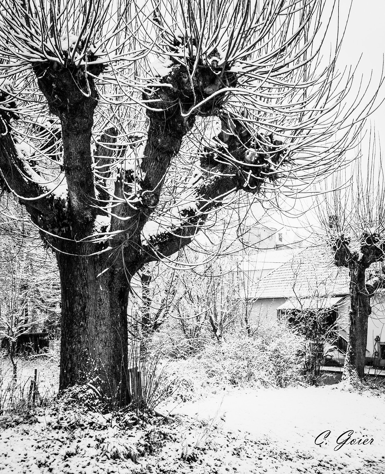 Canon EOS 77D (EOS 9000D / EOS 770D) sample photo. Hogwarts whomping willow? photography