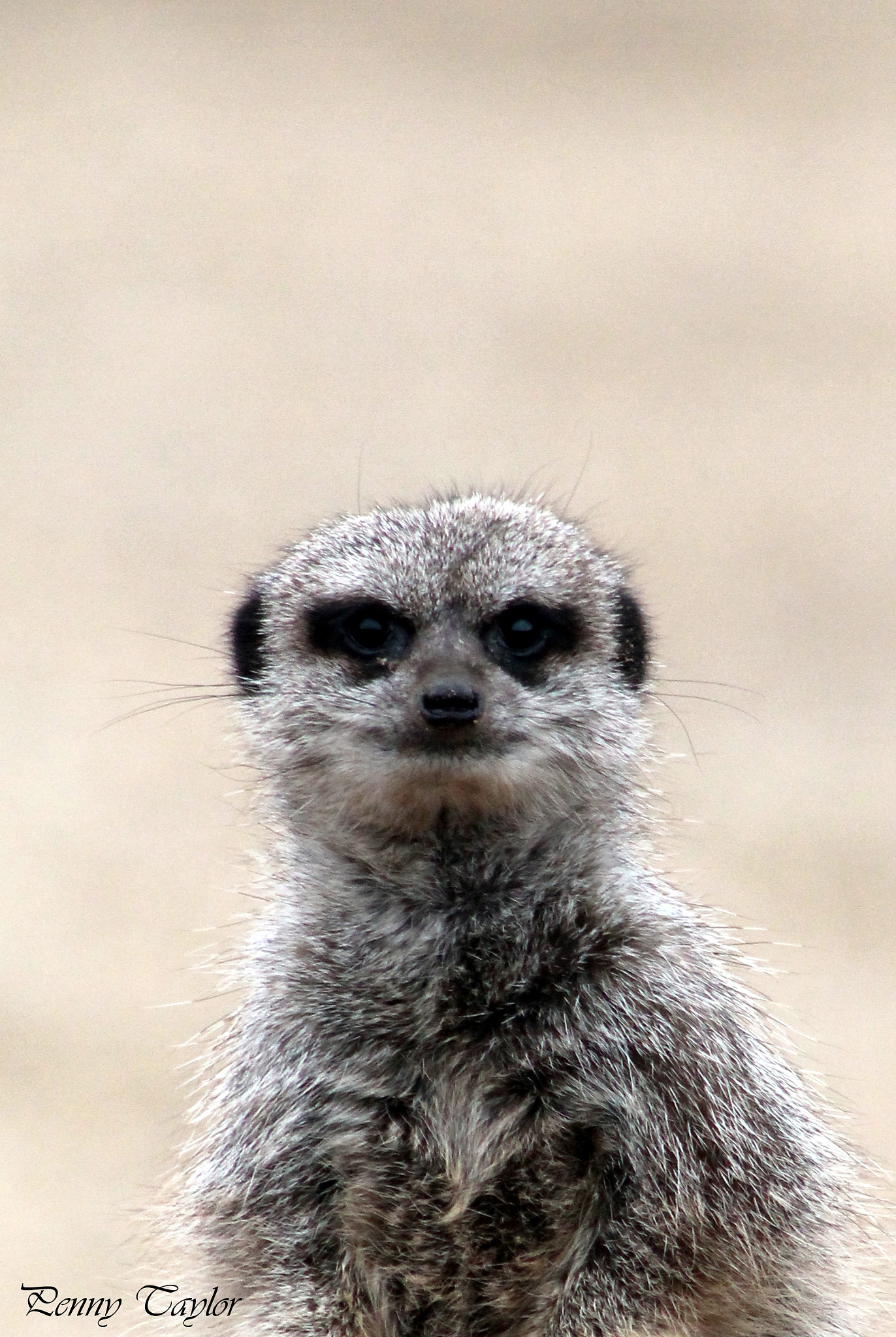 Canon EOS 1100D (EOS Rebel T3 / EOS Kiss X50) + EF75-300mm f/4-5.6 sample photo. Meerkat photography