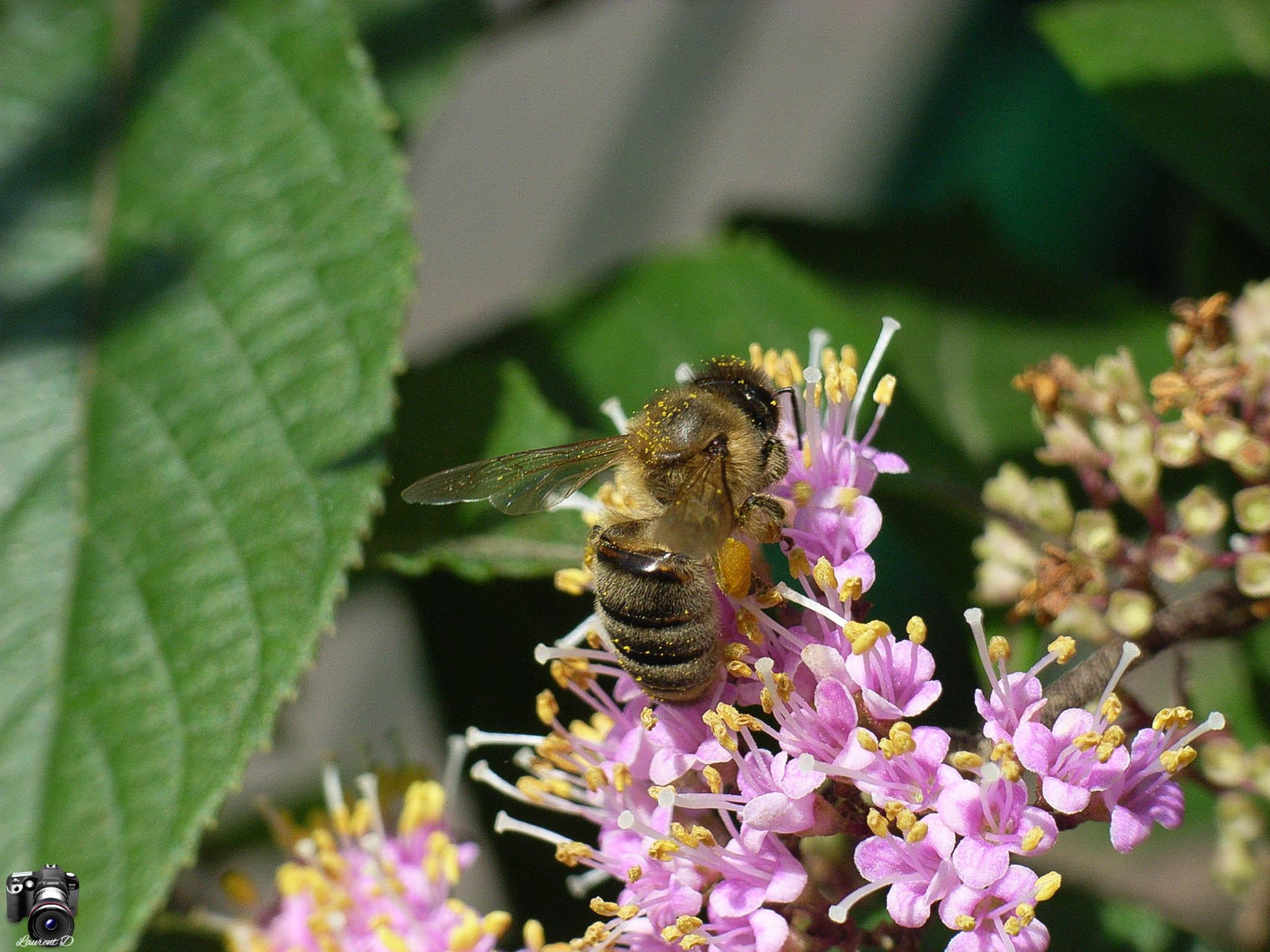 Ricoh Caplio R4 sample photo. Rimg photography