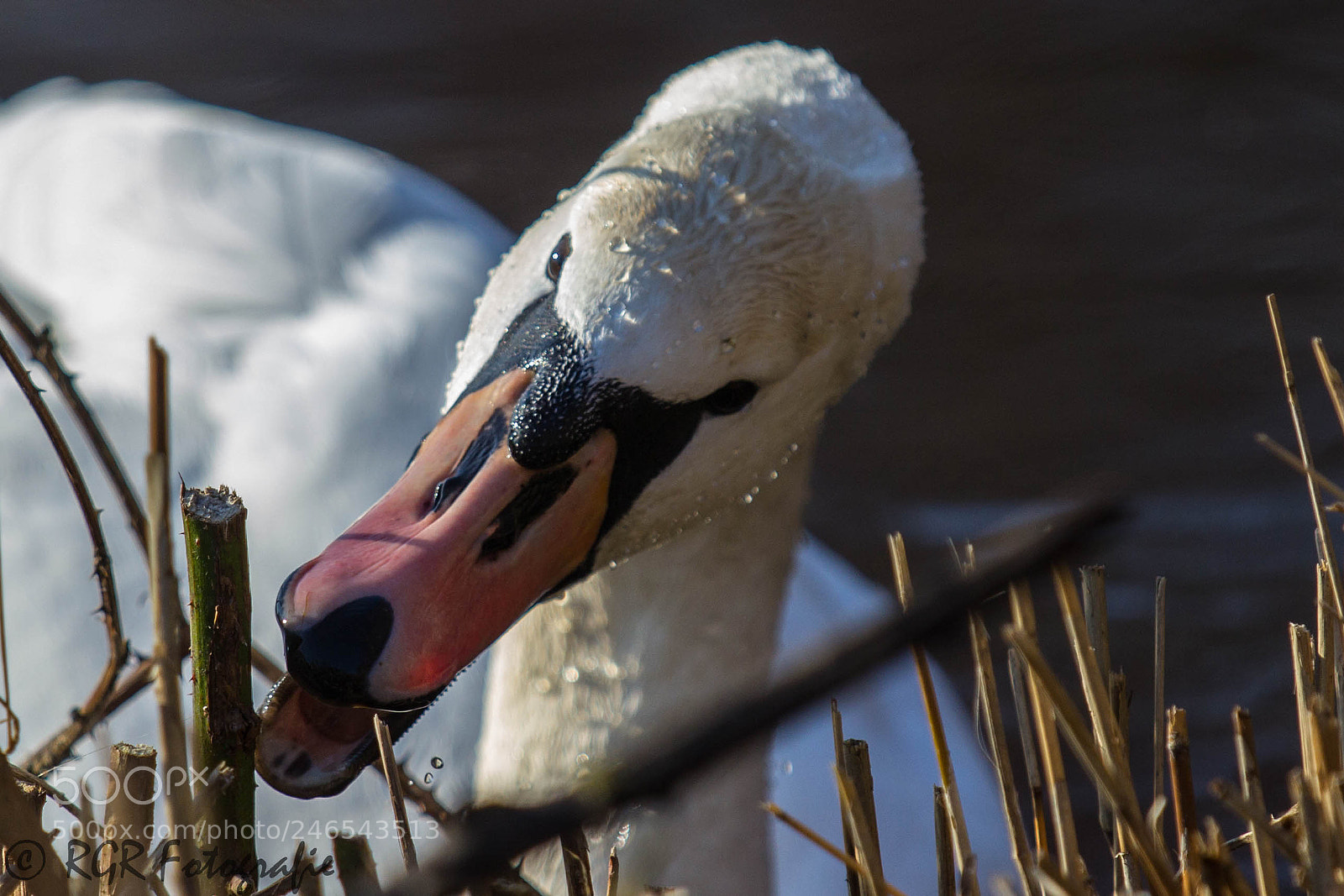 Canon EOS 60D sample photo. Untitled photography