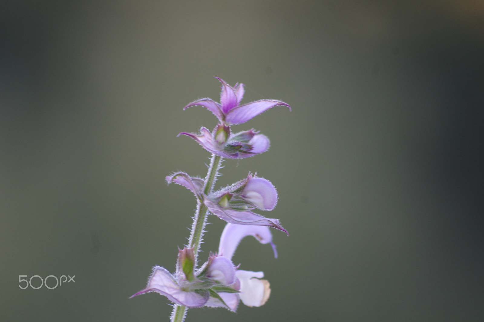 Pentax K-3 II sample photo. Salvia photography