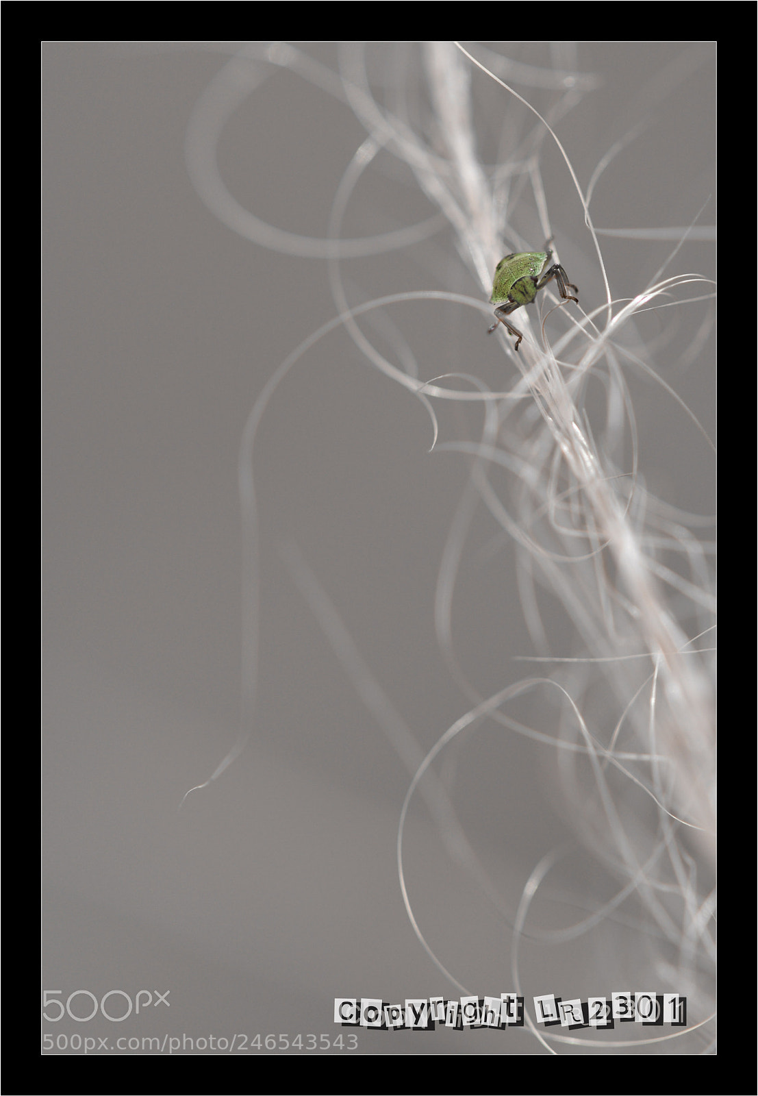 Nikon D500 sample photo. Punaise photography