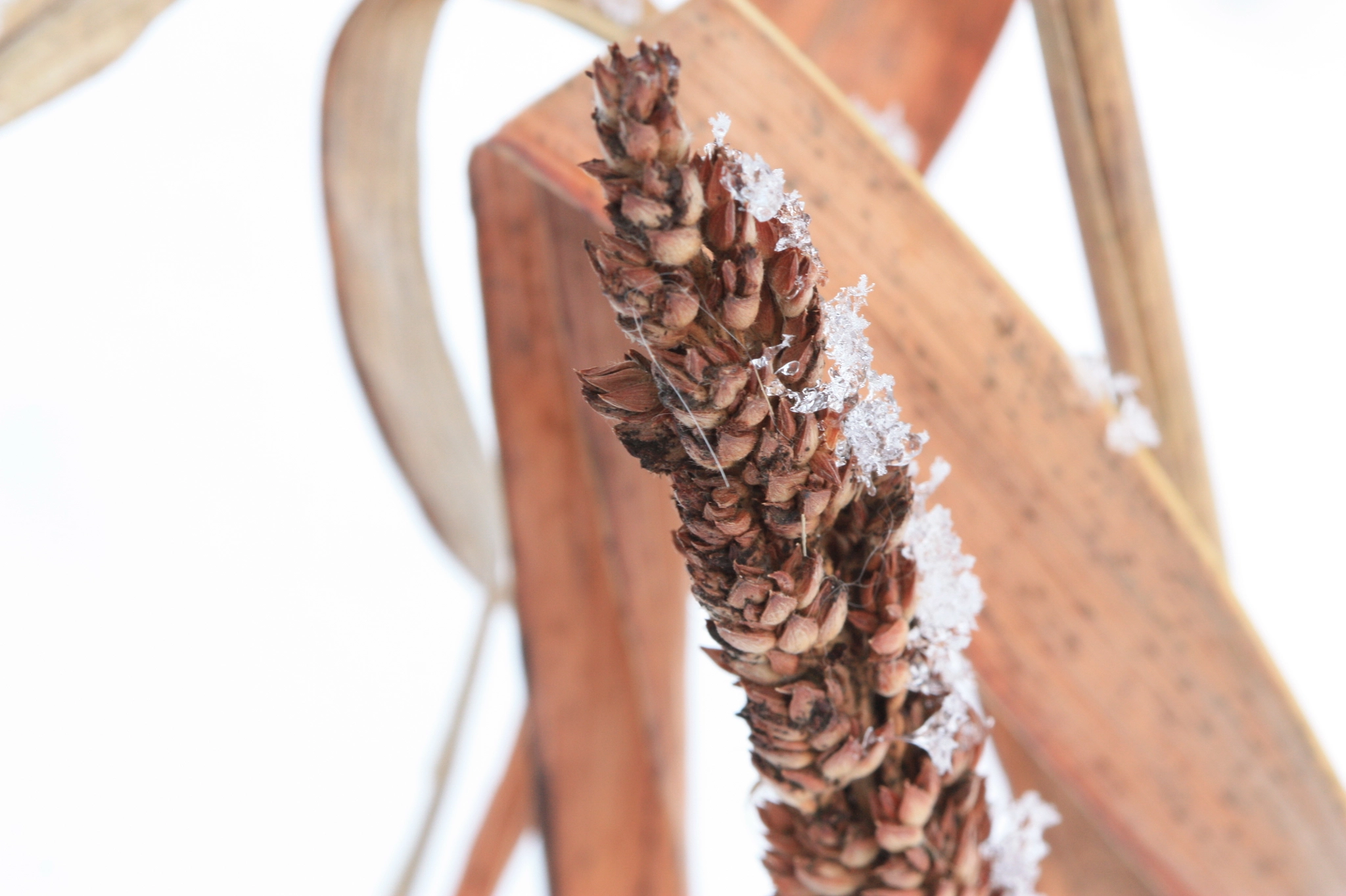 Canon EF 100mm F2.8 Macro USM sample photo. Winter grass photography