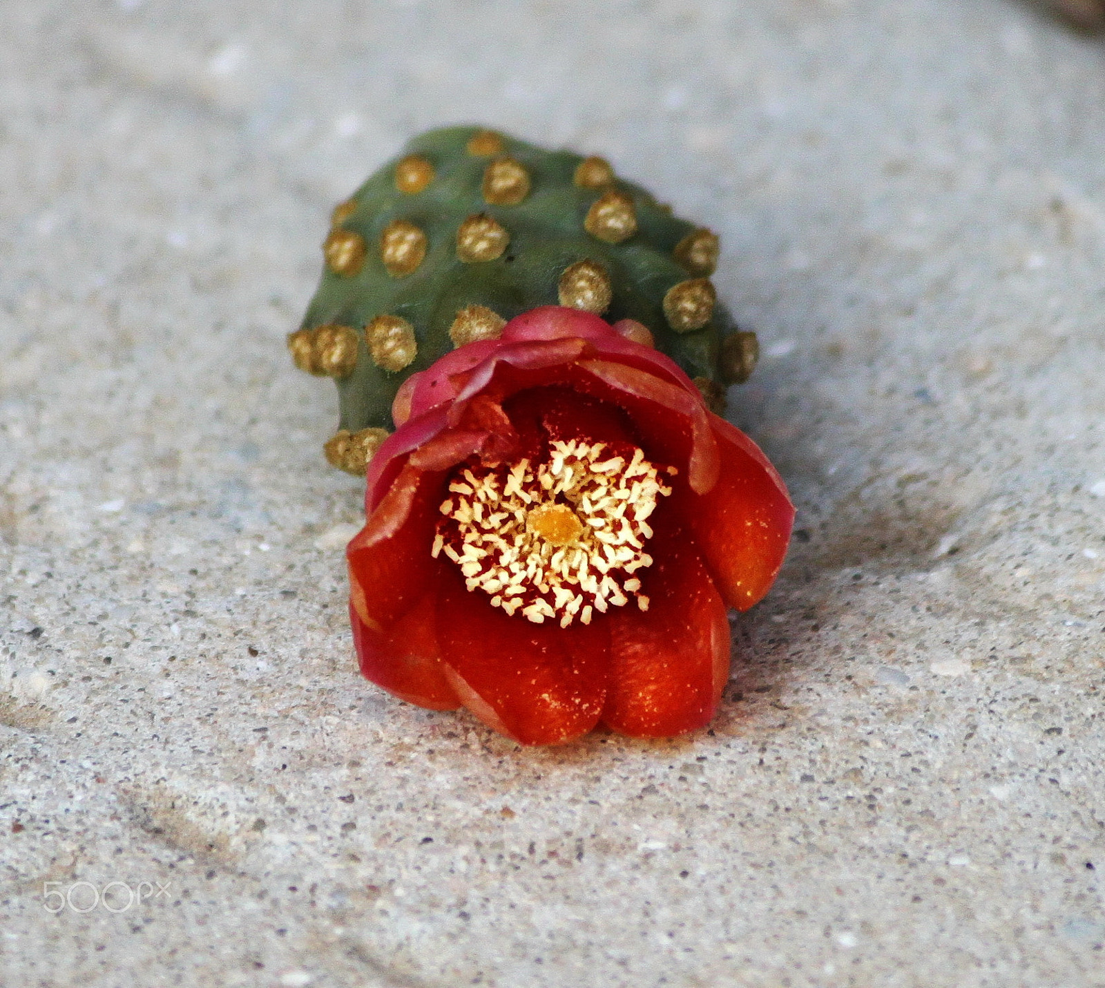 Canon EOS 500D (EOS Rebel T1i / EOS Kiss X3) sample photo. Red and green... photography