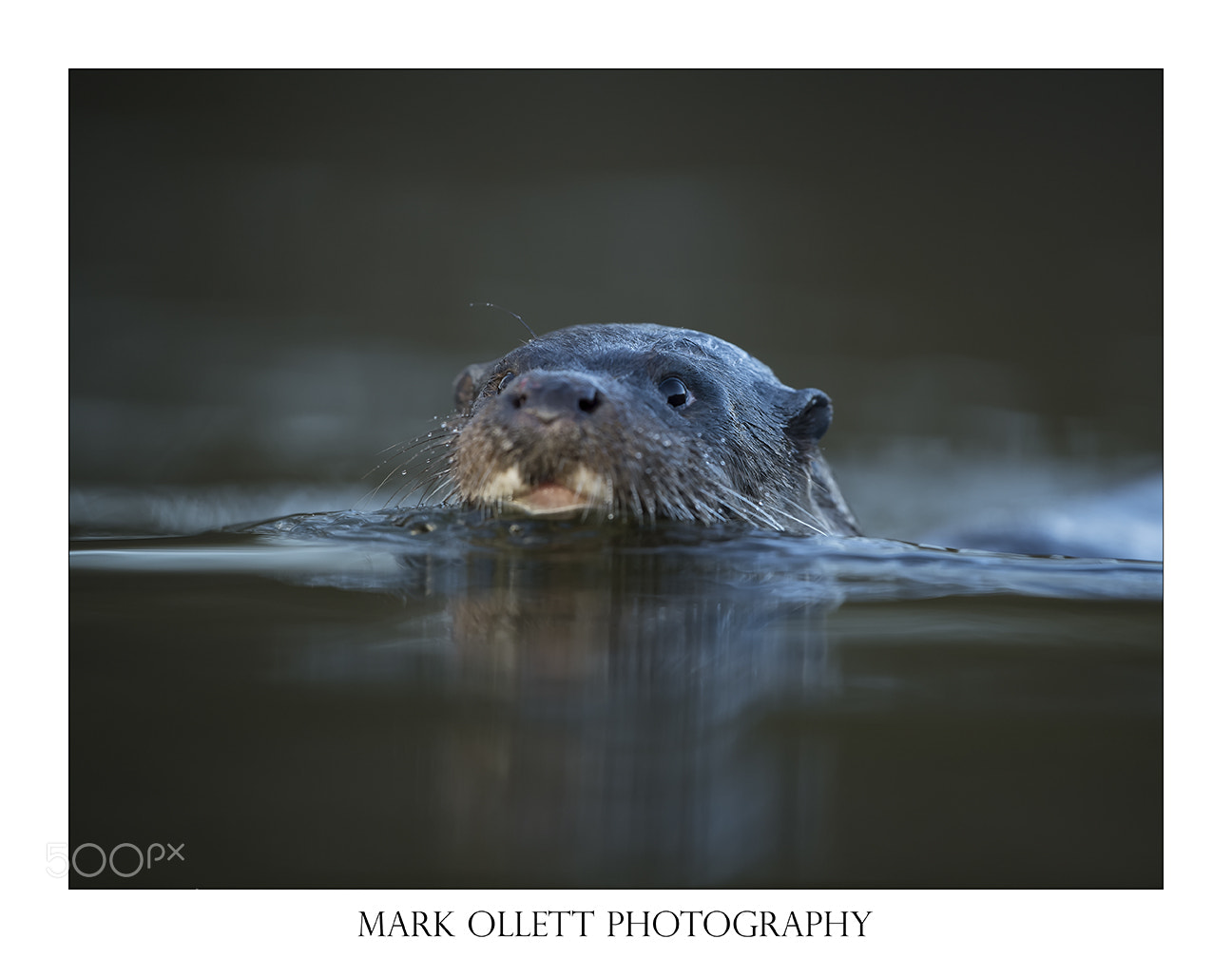 Nikon D5 sample photo. Wild otter fishing photography