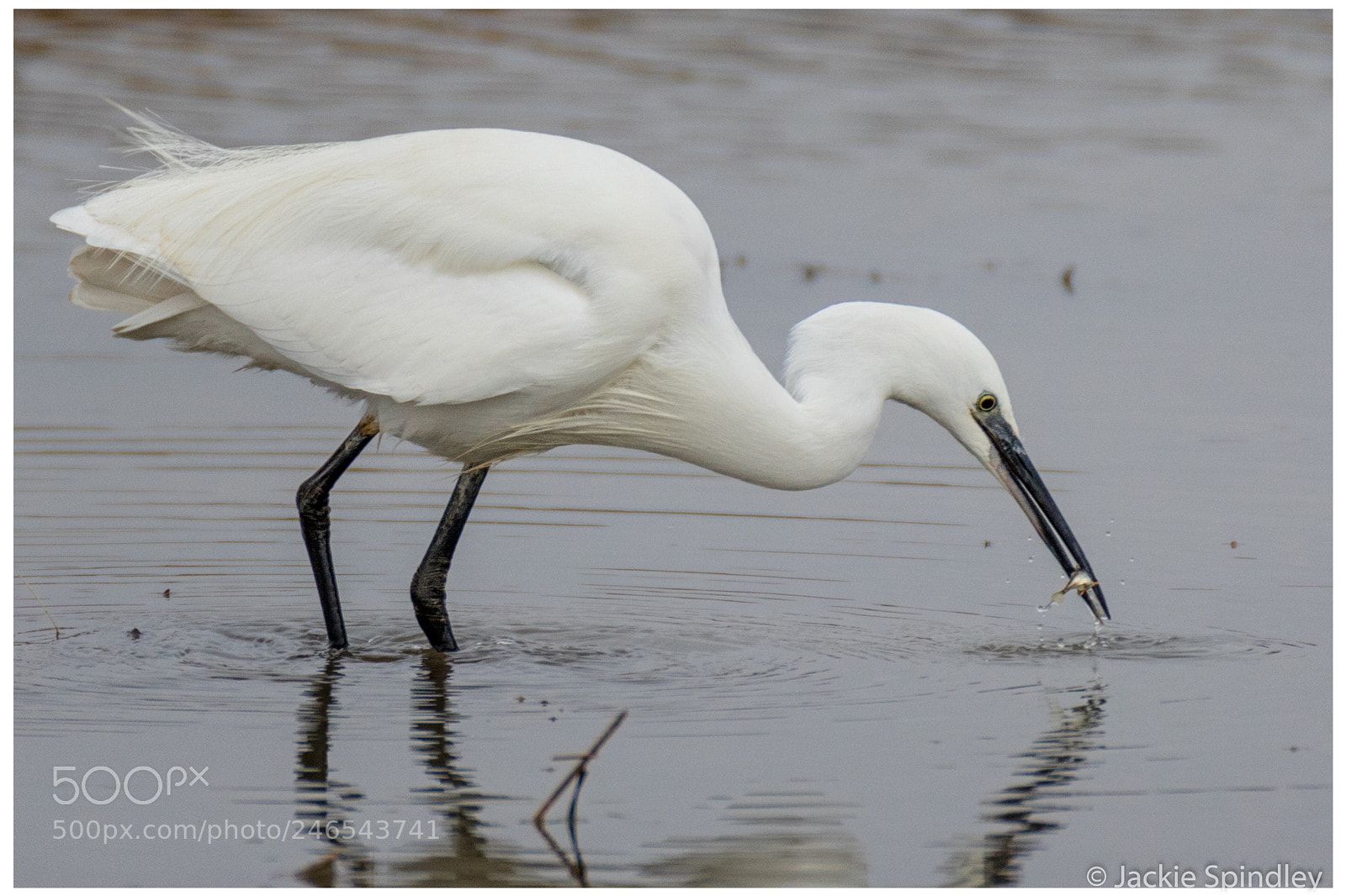 Canon EOS 7D Mark II sample photo. Little egret fishing photography