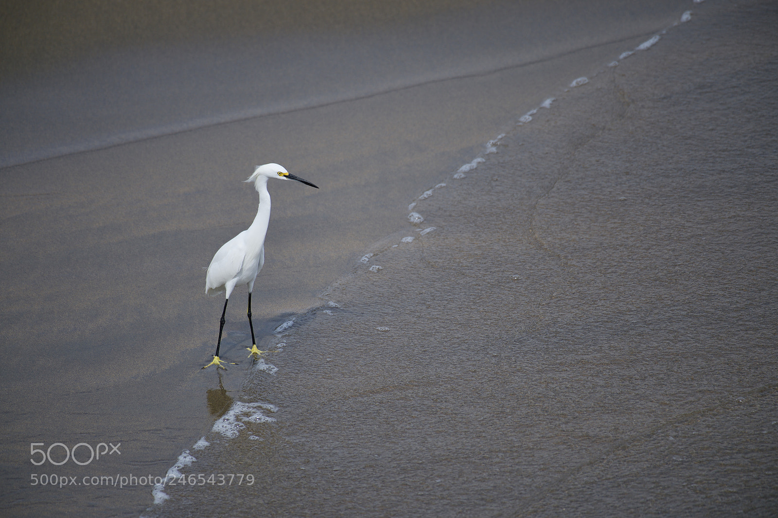 Nikon D4 sample photo. Egret photography