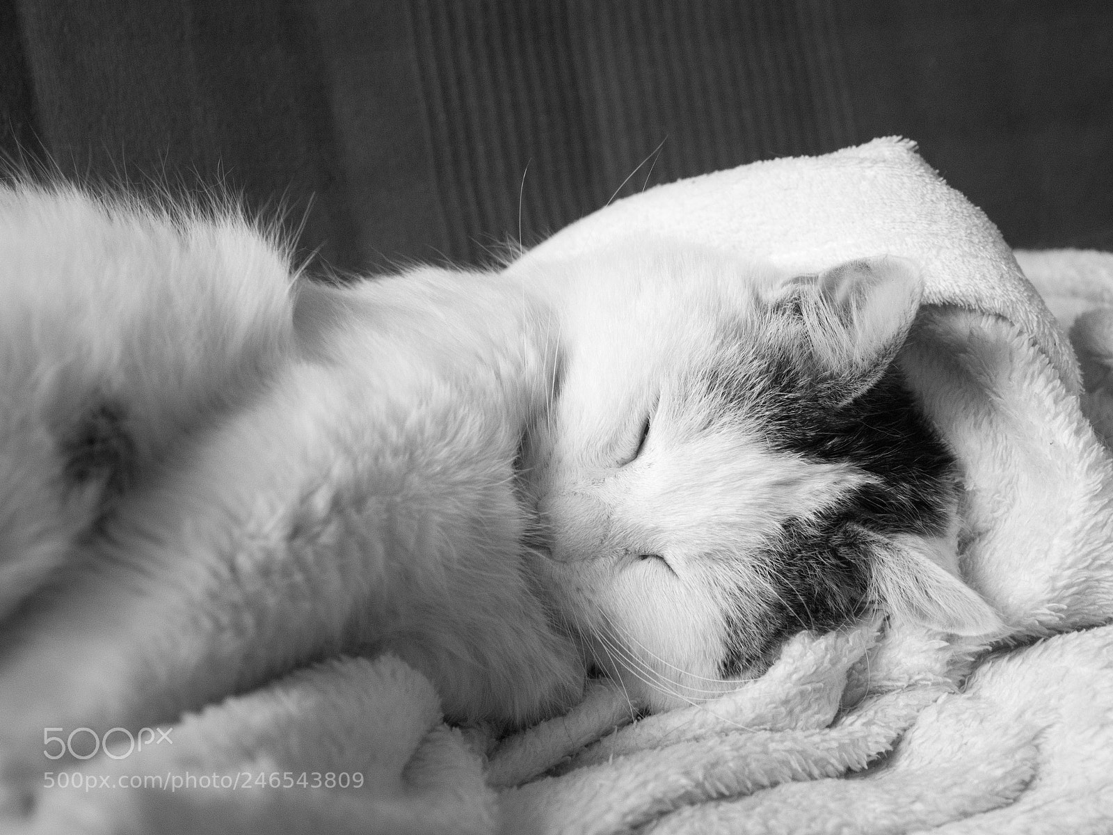 Nikon D5200 sample photo. Didi ii photography