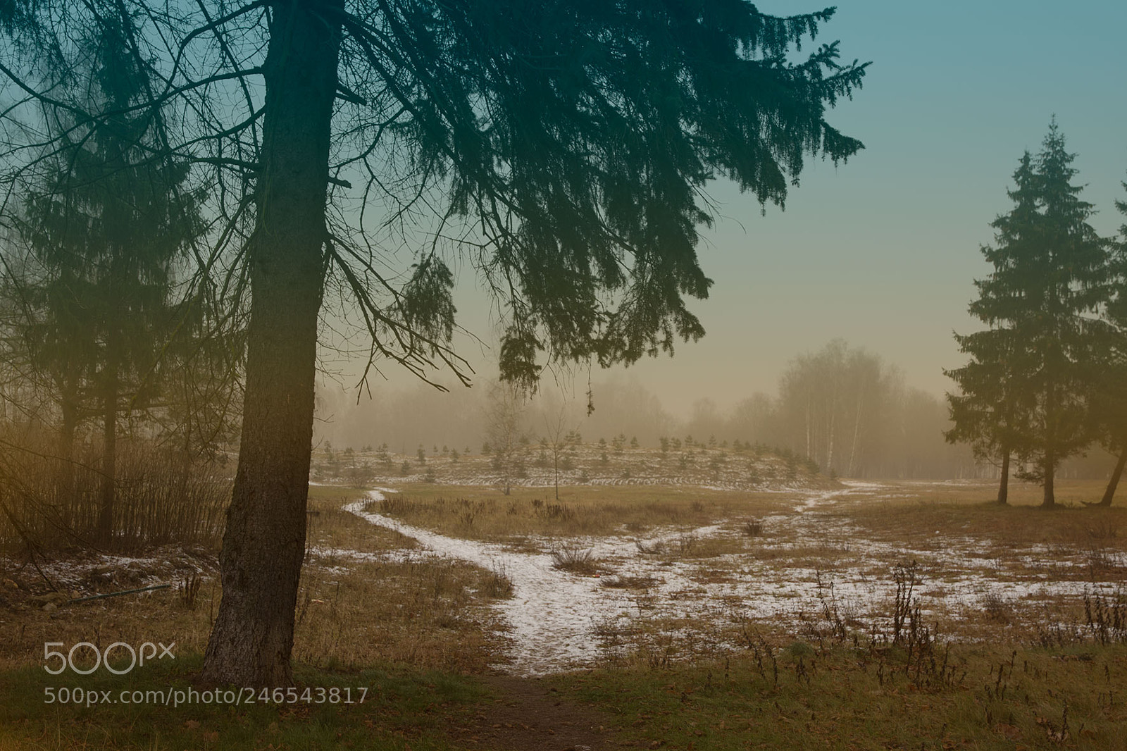Nikon D7200 sample photo. Foggy winter photography