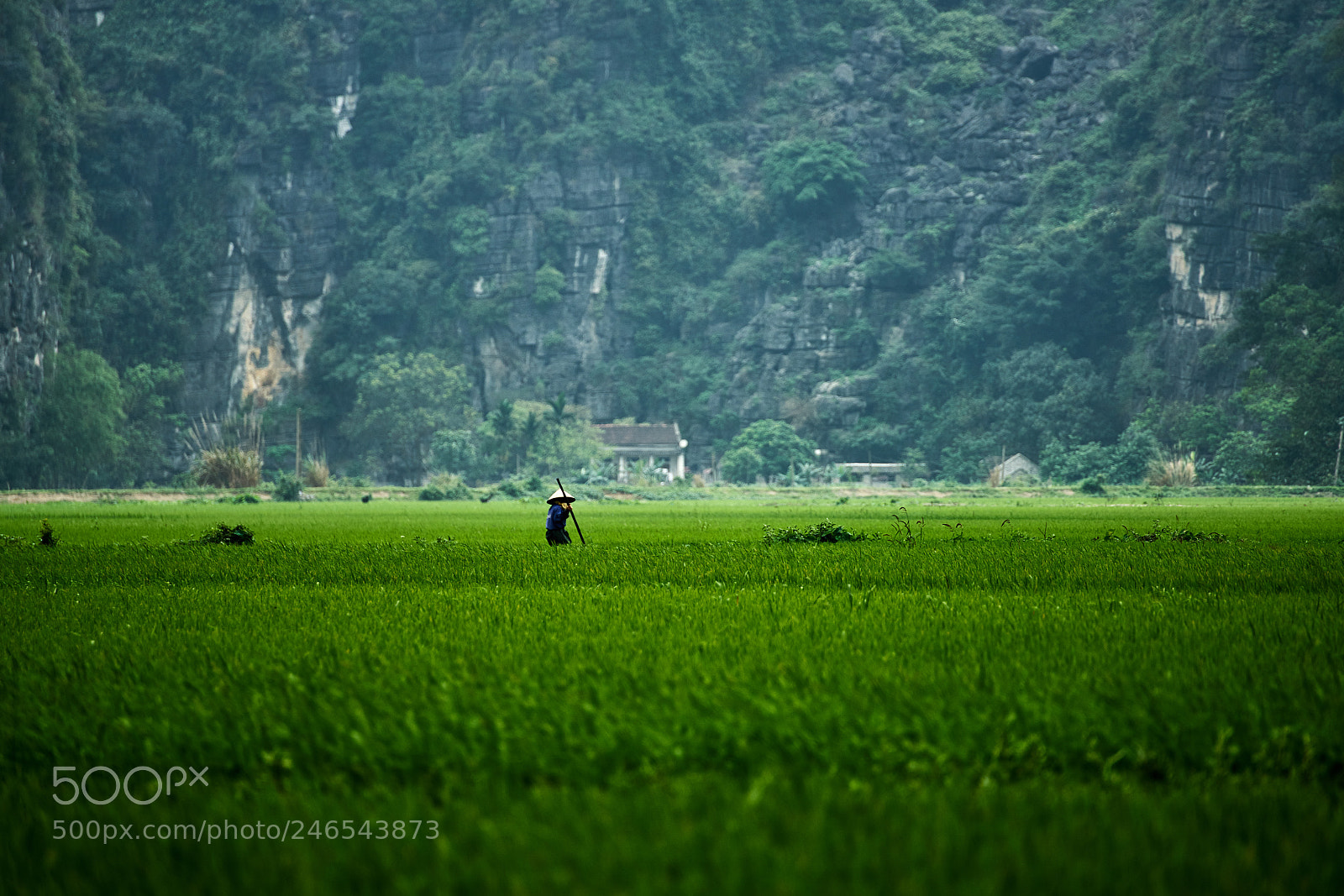 Sony a7R II sample photo. Rice soldier photography